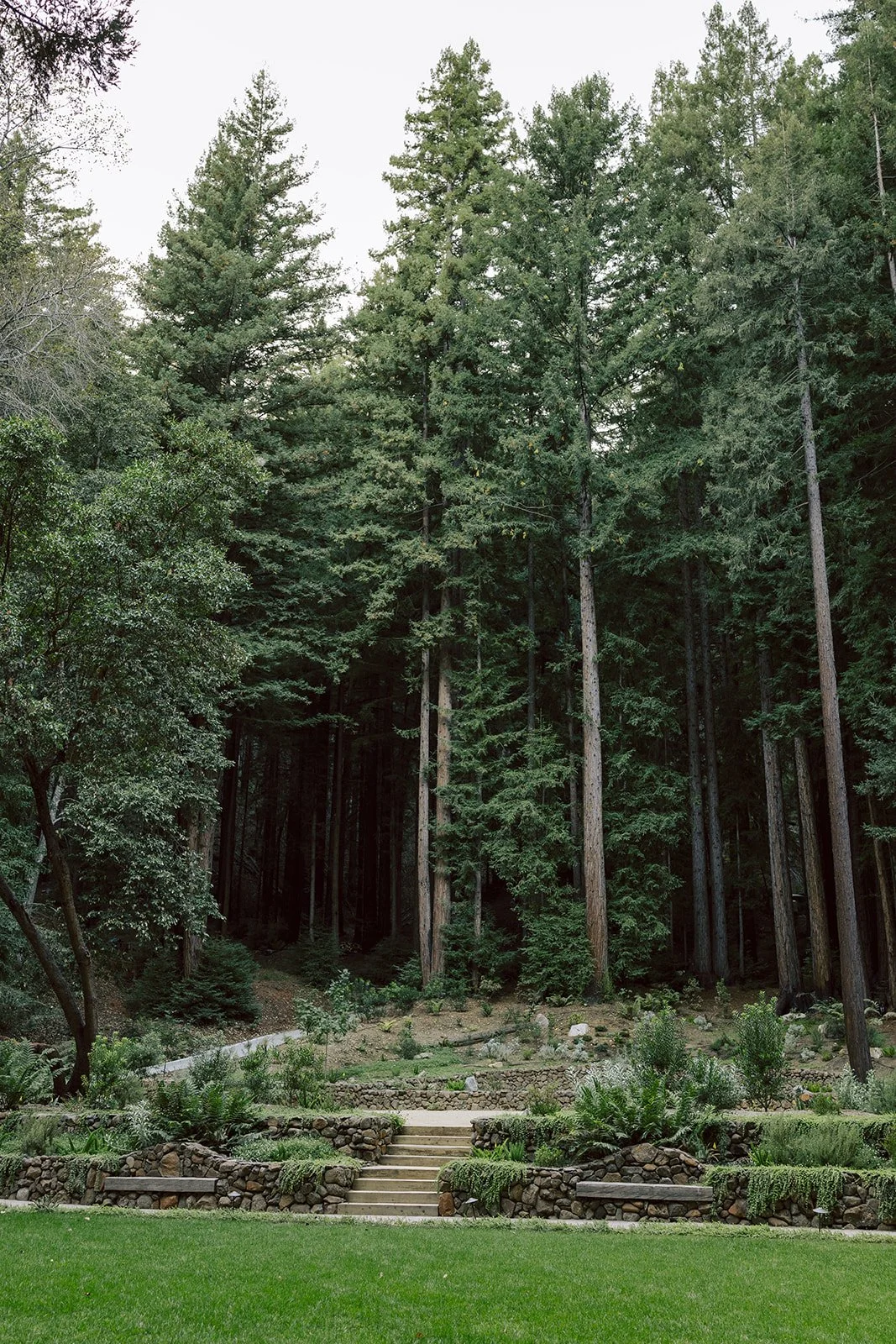 A green meadow lawn, tiered rock walls with built-in redwood benches, surrounded by massive redwoods and green forest ferns