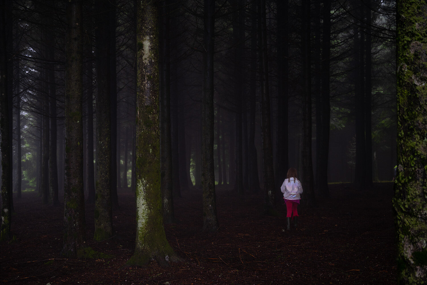 01_Forest Series