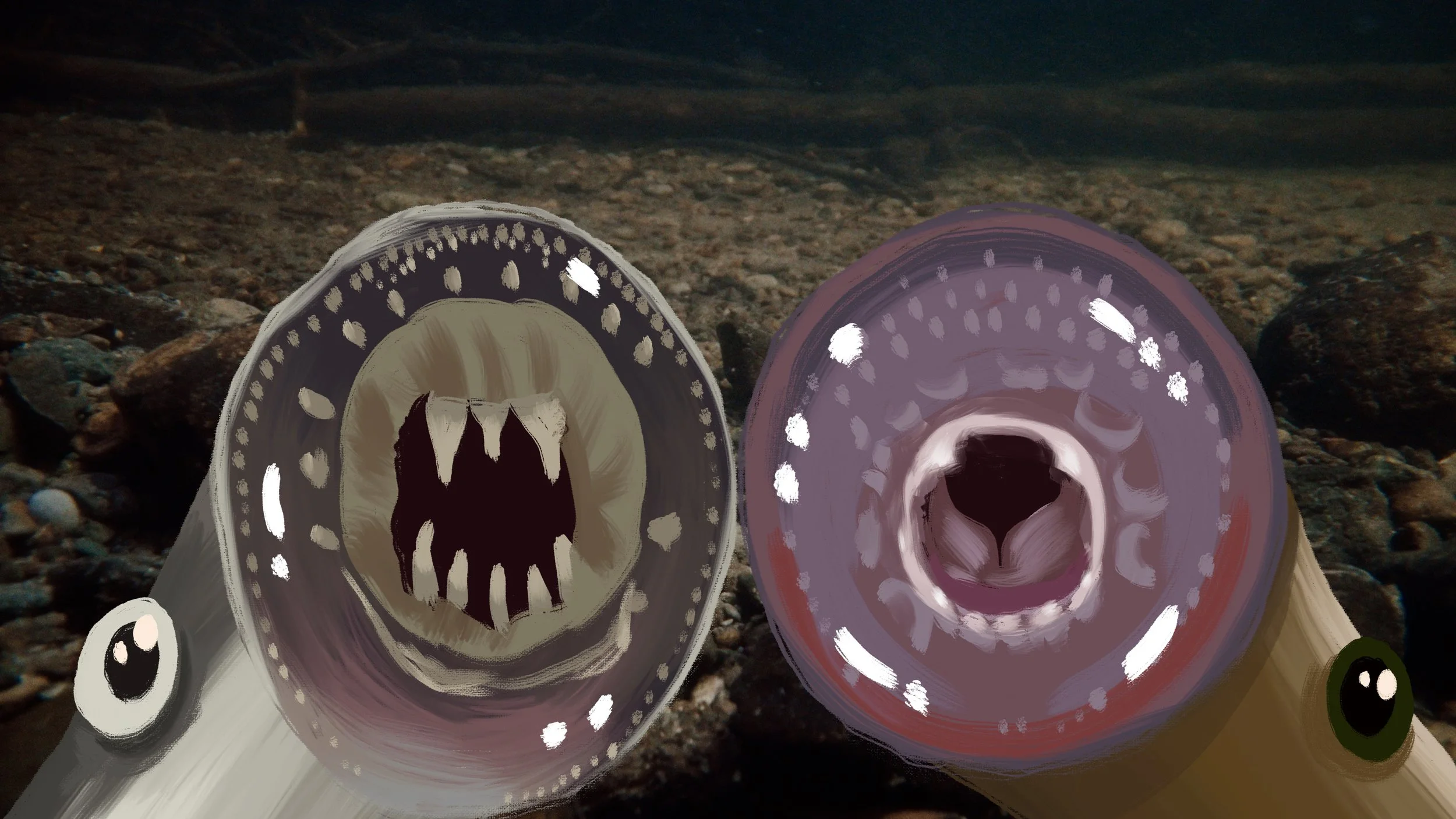 ASpecialLittleFish_Stills_MorrisonCreekLampreyParasiticvsNonParasitic_Animation_1.jpg