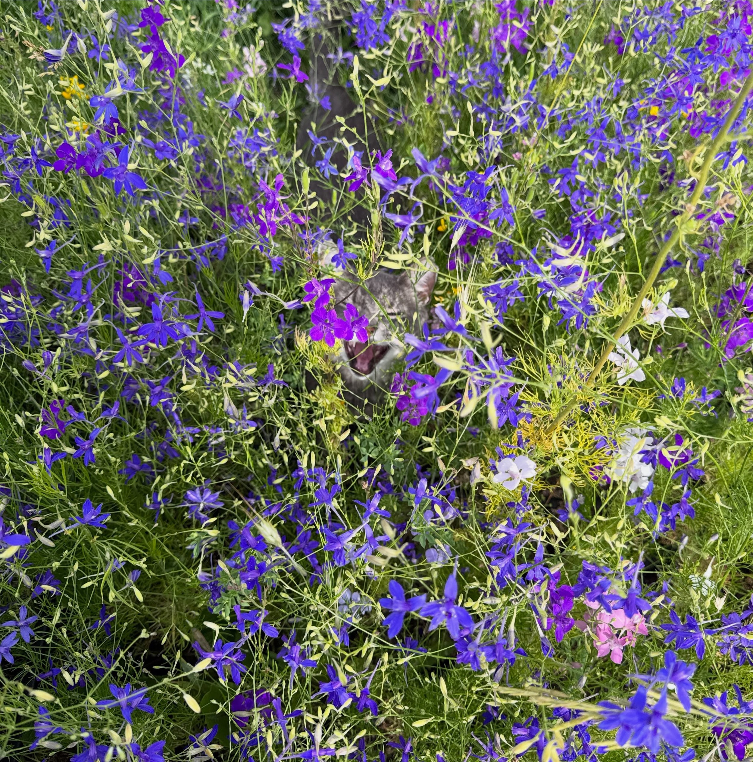 cloud larkspur cat