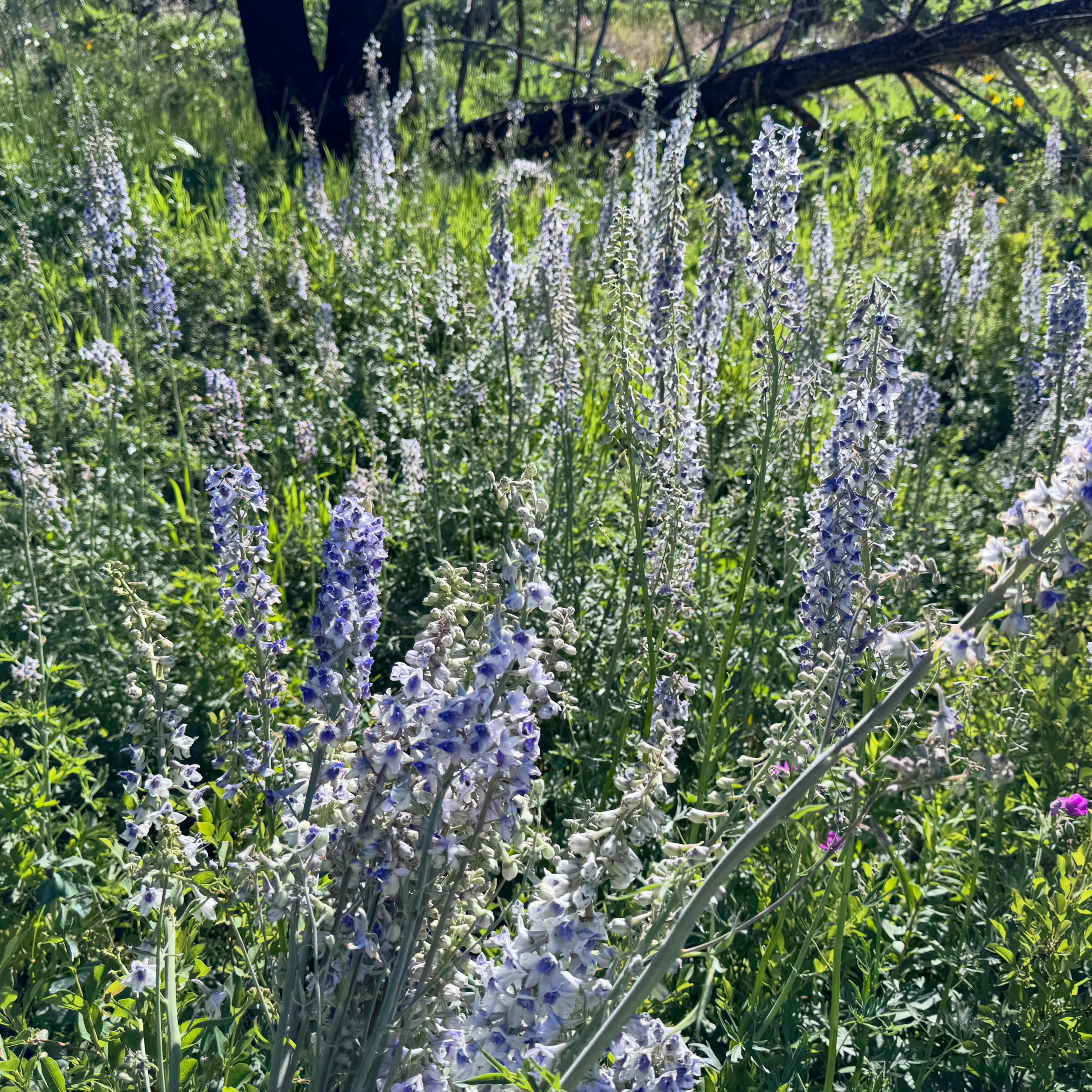 @lobodelnorte s delphinium occidentale field of dreams, @delmue_bzn s pasque flowers and other things