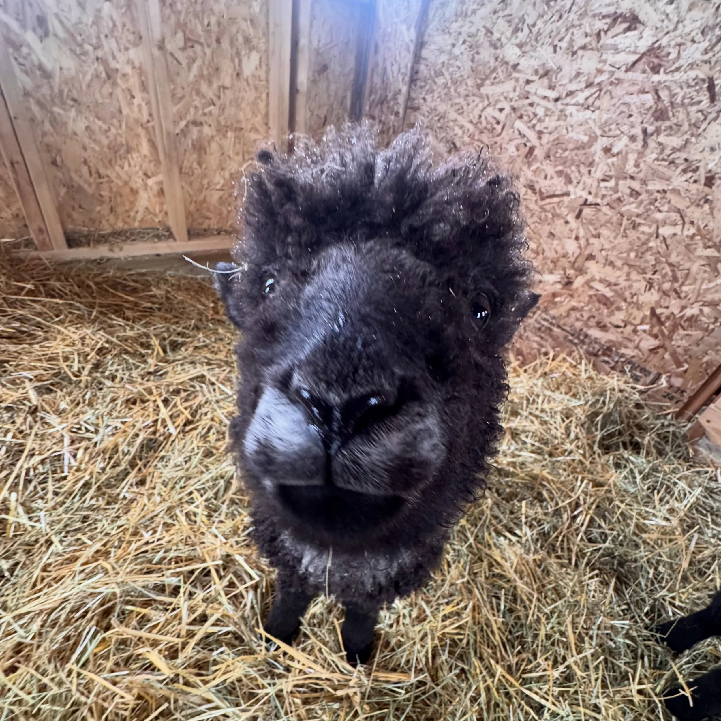 While we wait for flowers, here is a picture of little Hamish ❤️