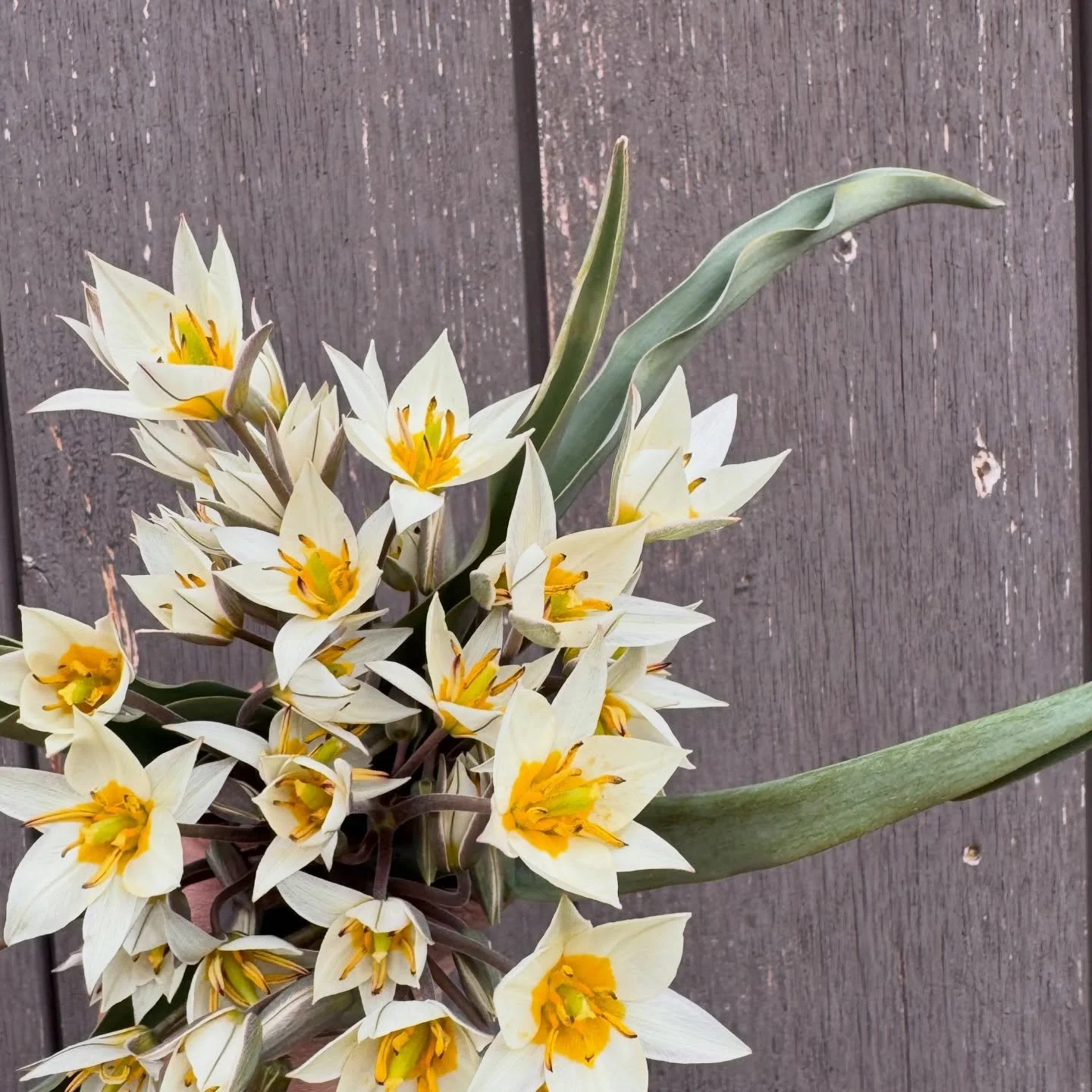 saved some of these tiny butter yellow treasures from the incoming snowstorm 🧈