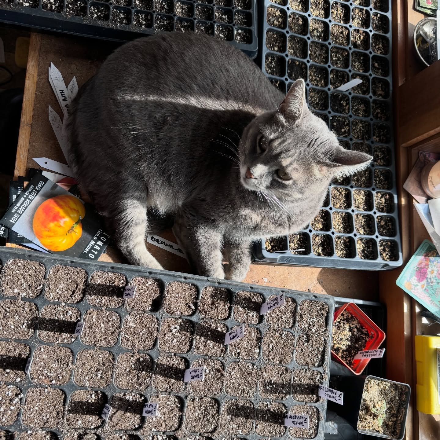 drowning in seeds these days