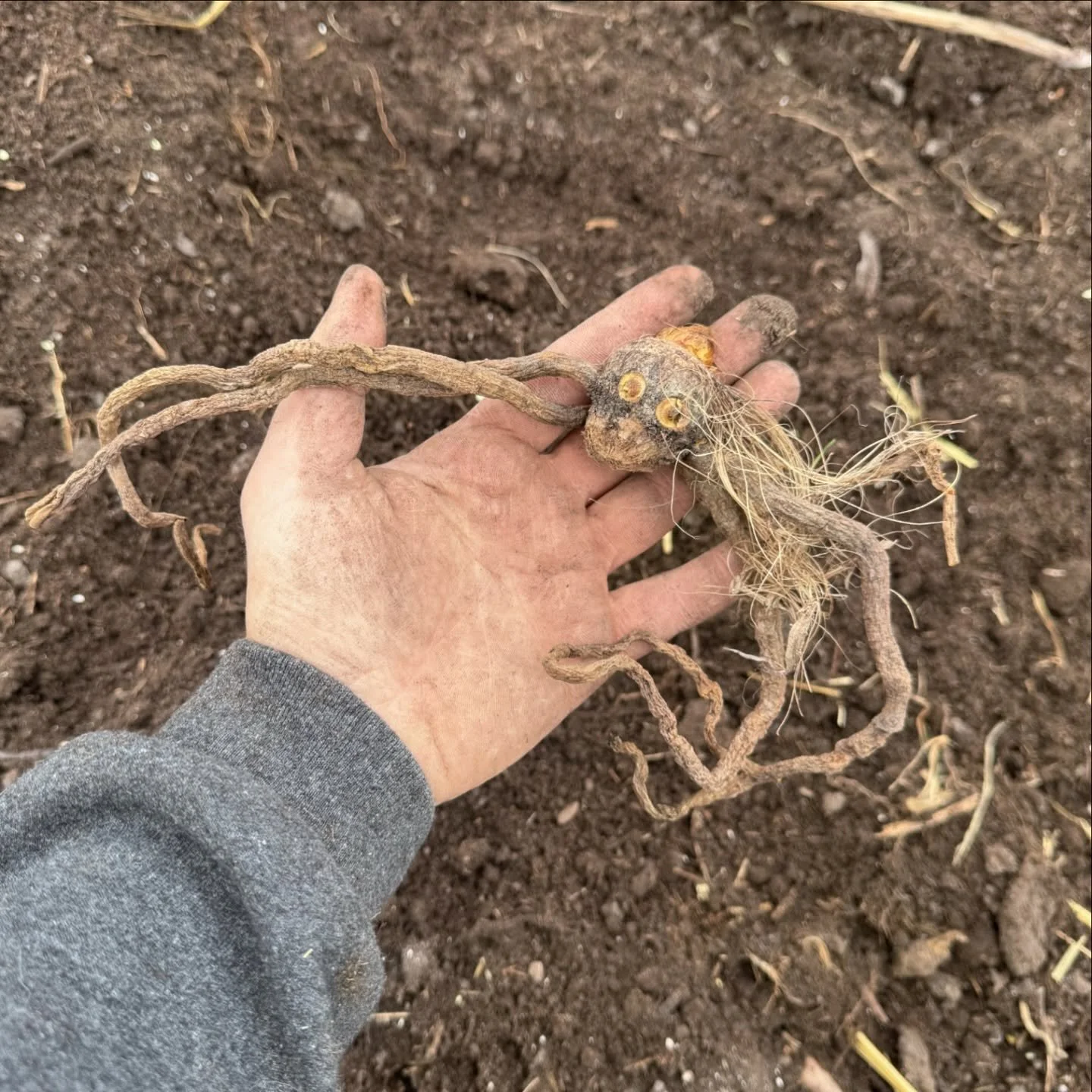 finally got around to planting some eremurus today