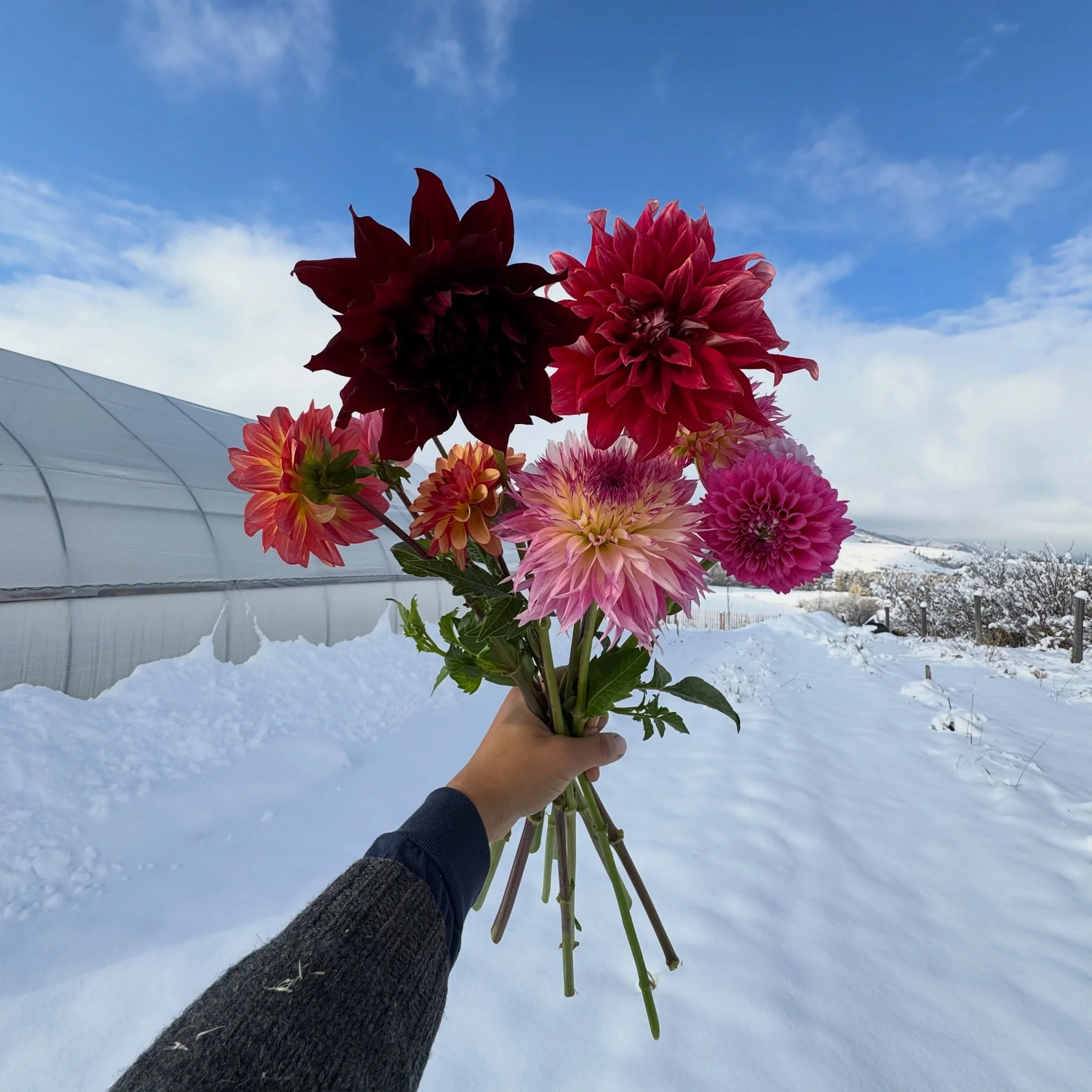 somehow the dahlias in the hoop house survived the freezing temperatures and snowstorm even though I sentenced them to die by not covering them or turning on the heater&hellip; looks like we will have more flowers available this week!