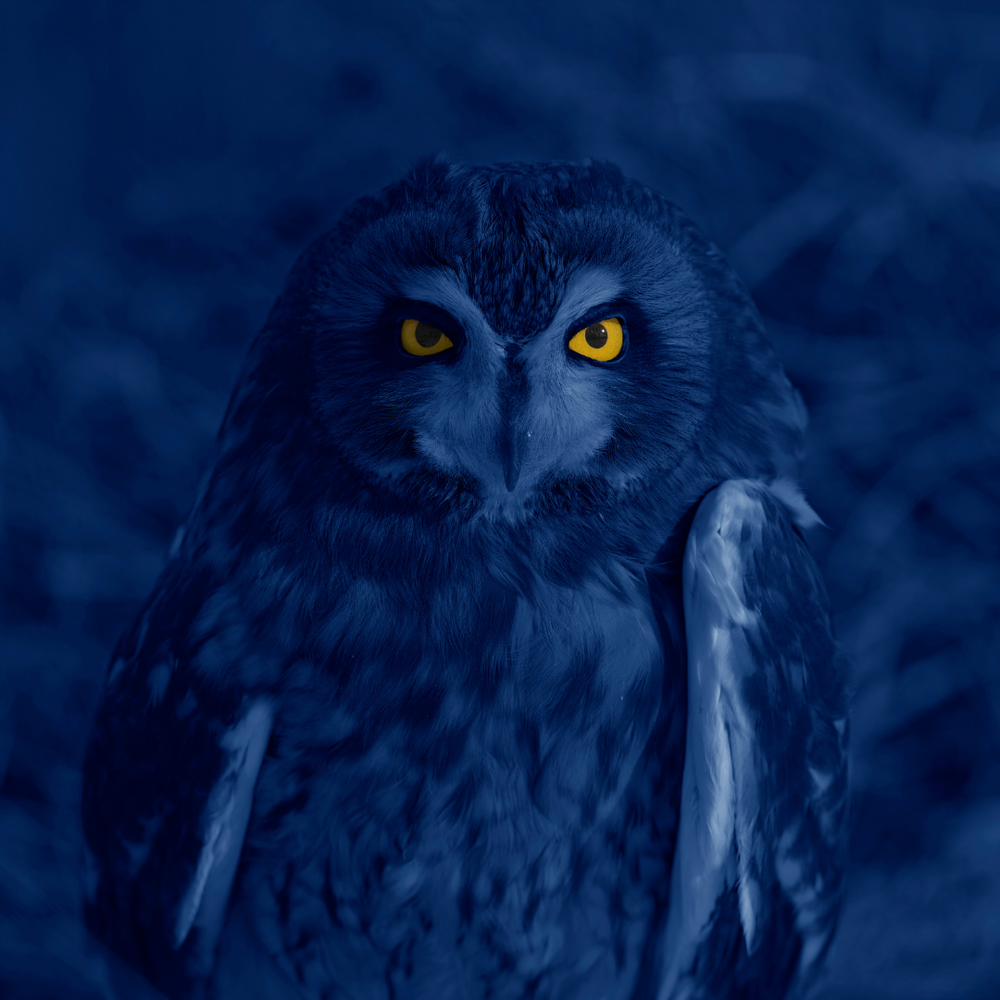 About — Night Owl Protective Services