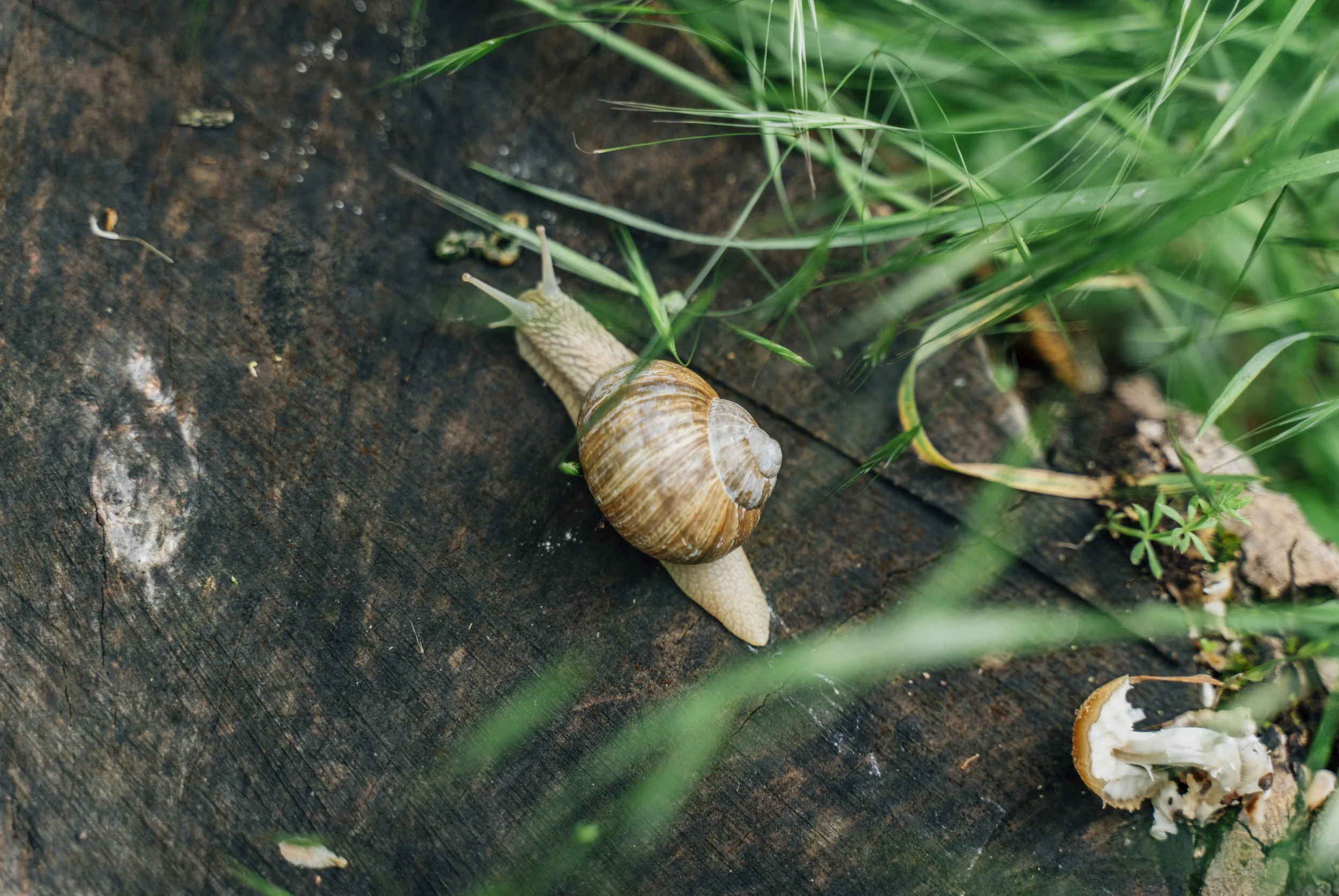 Channel your inner snail