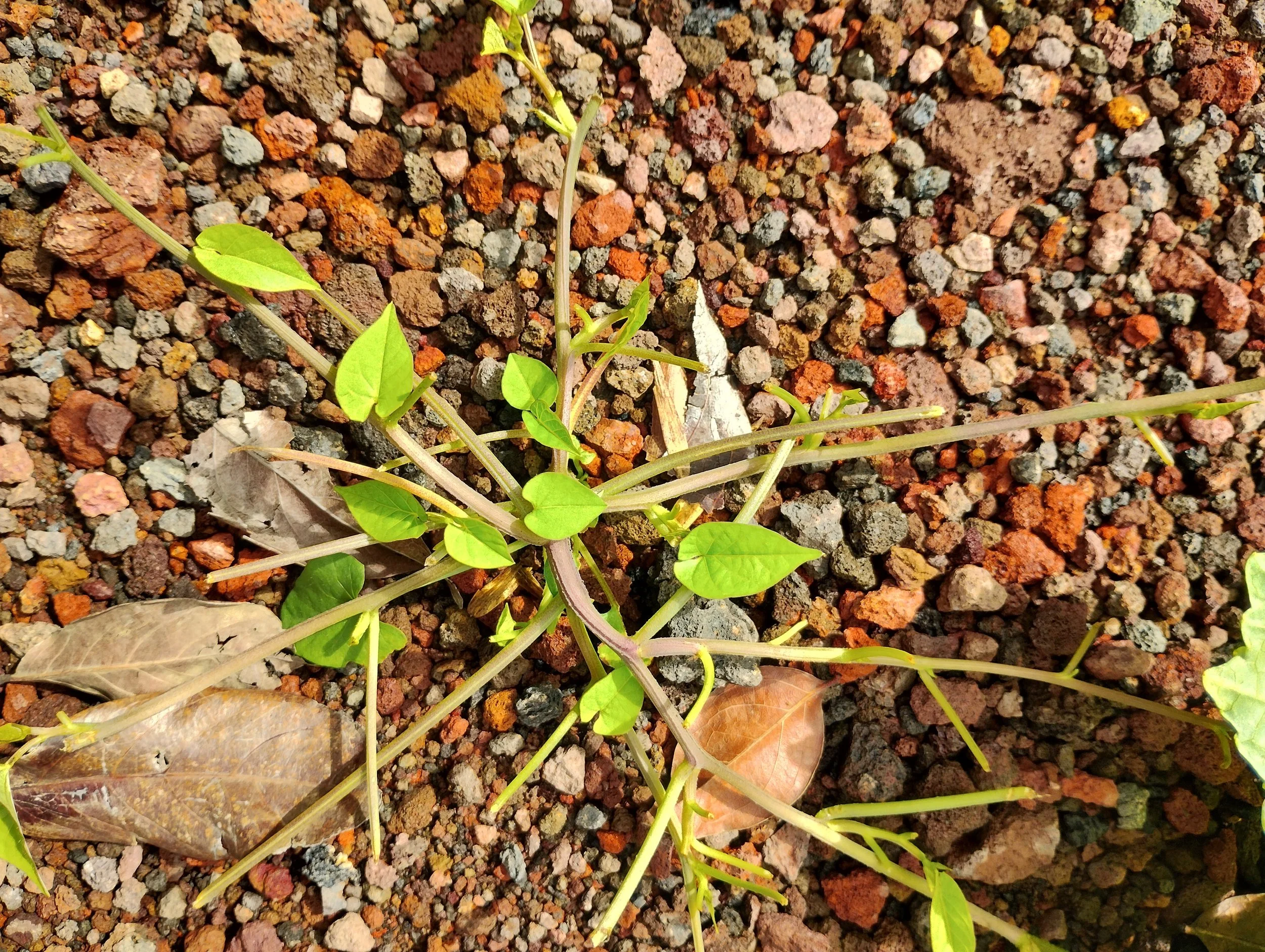 Carolina Mitchell: Un sueño o esperanzas de poder encontrar nuevas posibilidades para hacer  y compartir arte, como la planta abriendo grietas en el paisaje.