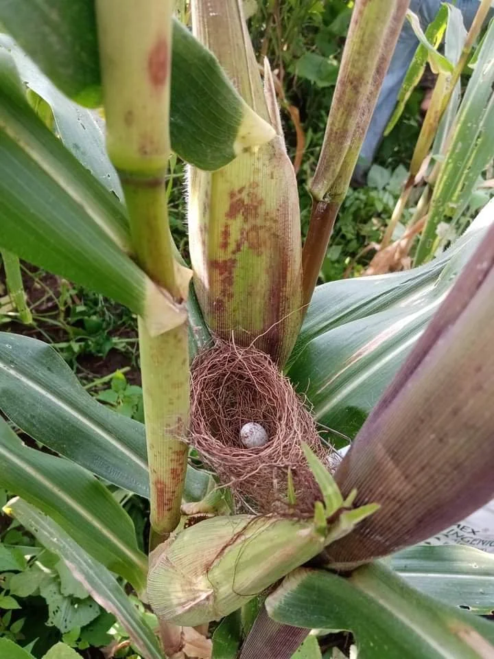 Sarya "la resistencia de la vida con arraigo y esperanza"