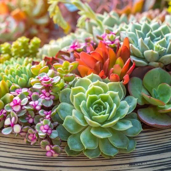 Omar Maqueo: Crecimiento, en todas las áreas de mi vida, que me permite avanzar para cumplir cada meta y objetivo que elijo.