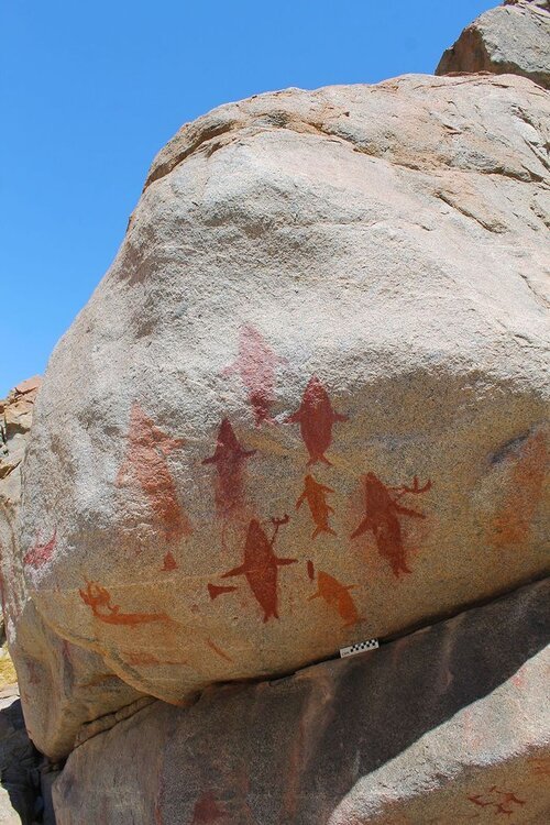 02-rock-art-whale-dolphin-Figure-G.jpeg