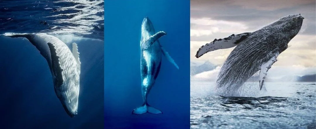 Brenda Hernández: Esta imagen representa el proceso de introspección.