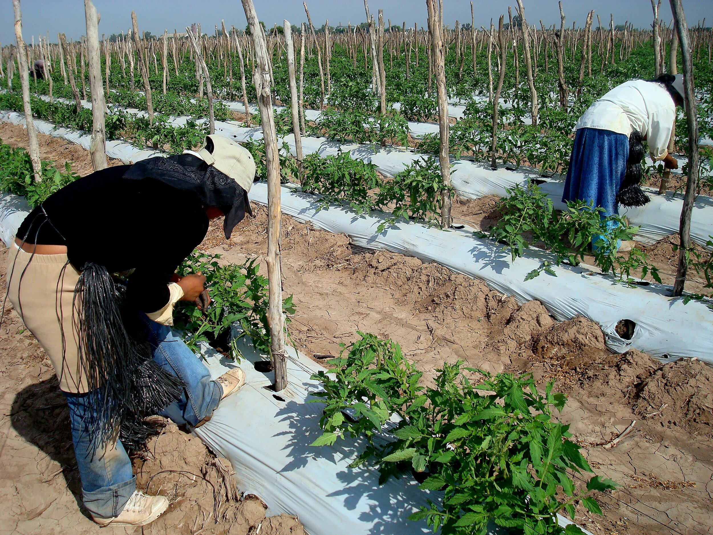 Isabel Margarita Nemecio: La fotografía que presenté representa un sueño, una esperanza y un deseo: Que el trabajo que realizan las y los trabajadores agrícolas sea reconocido y valorado no solo por sus empleadores/as que les contratan, o por las aut
