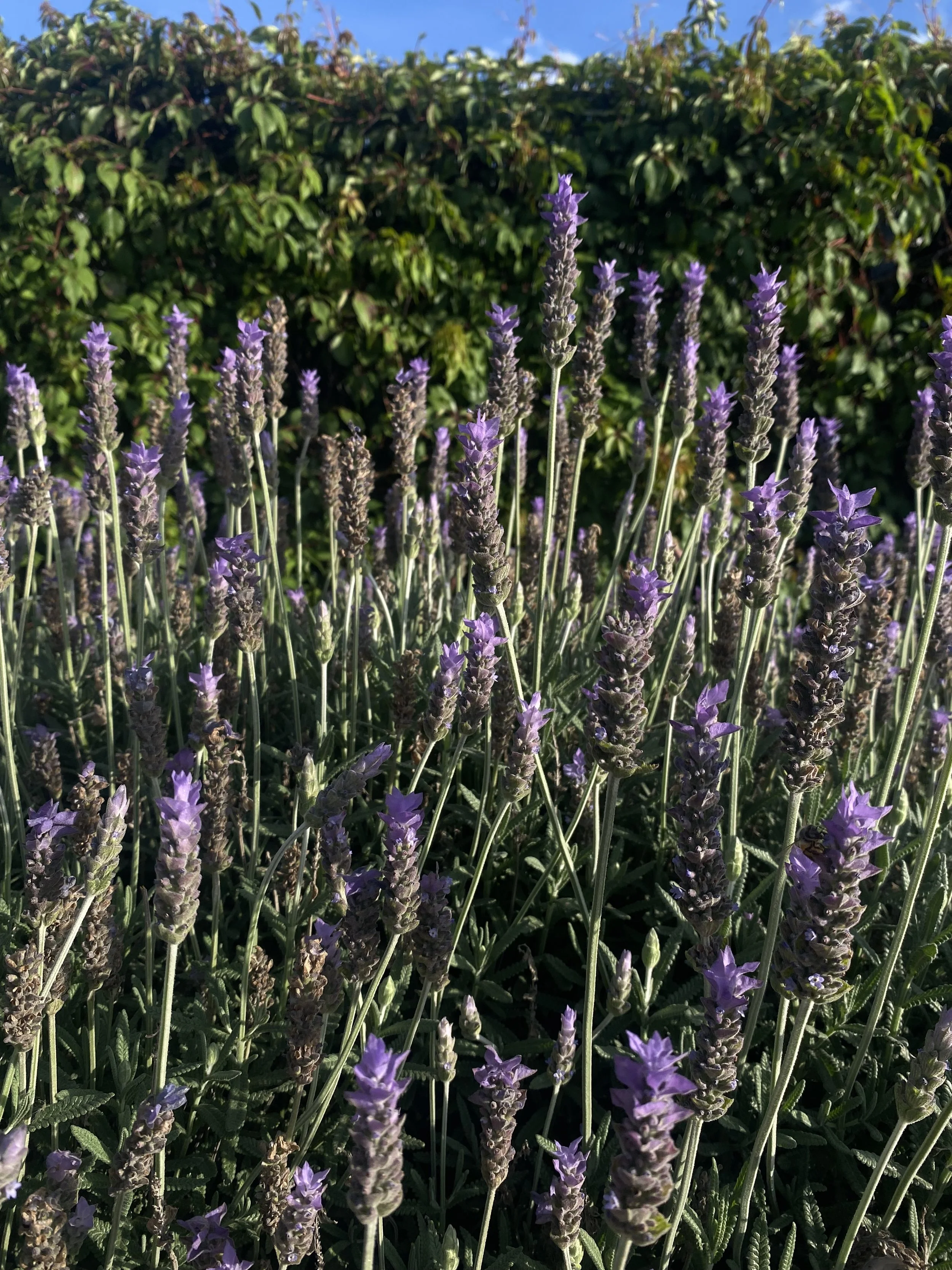 Liza Perez: Re-conectar(se)