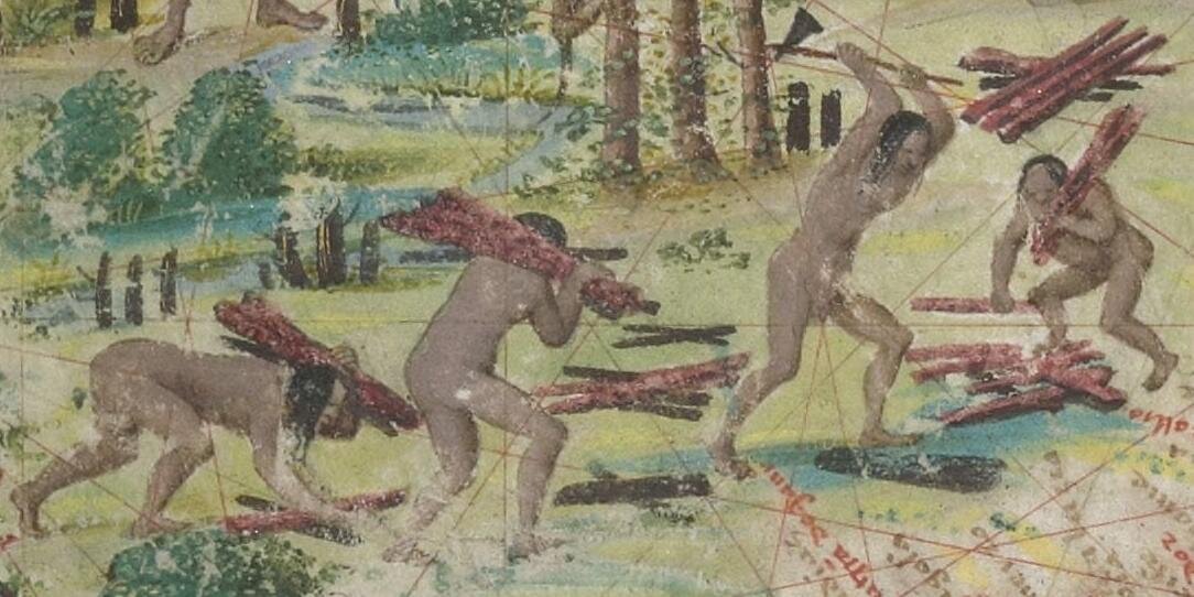 AtlasMiller_BNF_Brasilis_paubrasil.jpeg