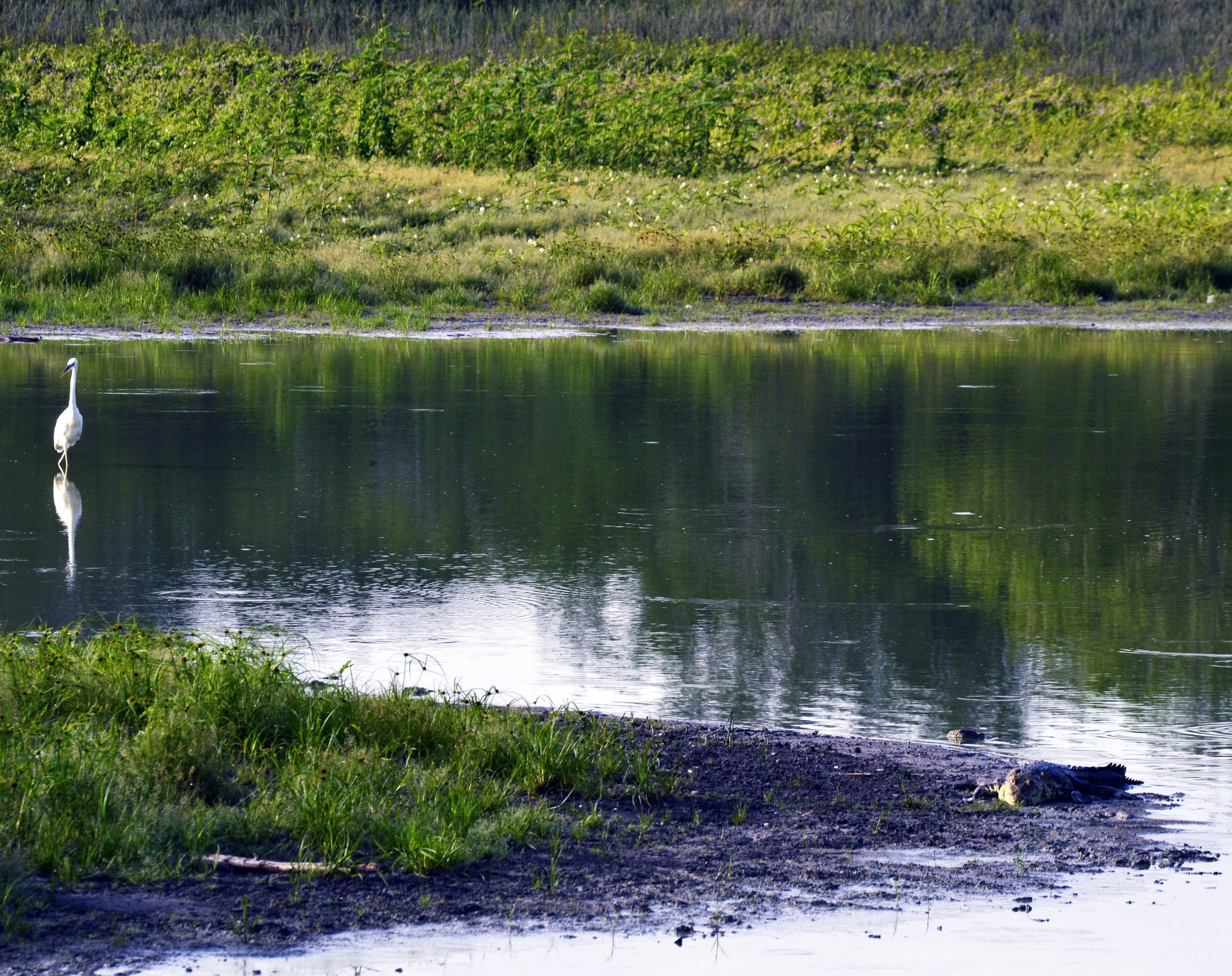 Marine Briceño: "La garza y los cocodrilos". La interpreto como lo significativo de hacer frente a los miedos cotidianos.