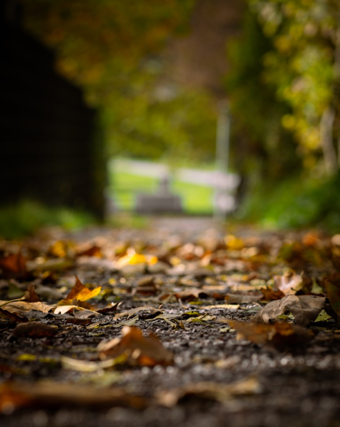 Daniela Cano: Esta tarjeta representa para mi una esperanza, compromiso o principio que es el de seguir caminando, andando, haciendo mi camino y a pesar de las adversidades