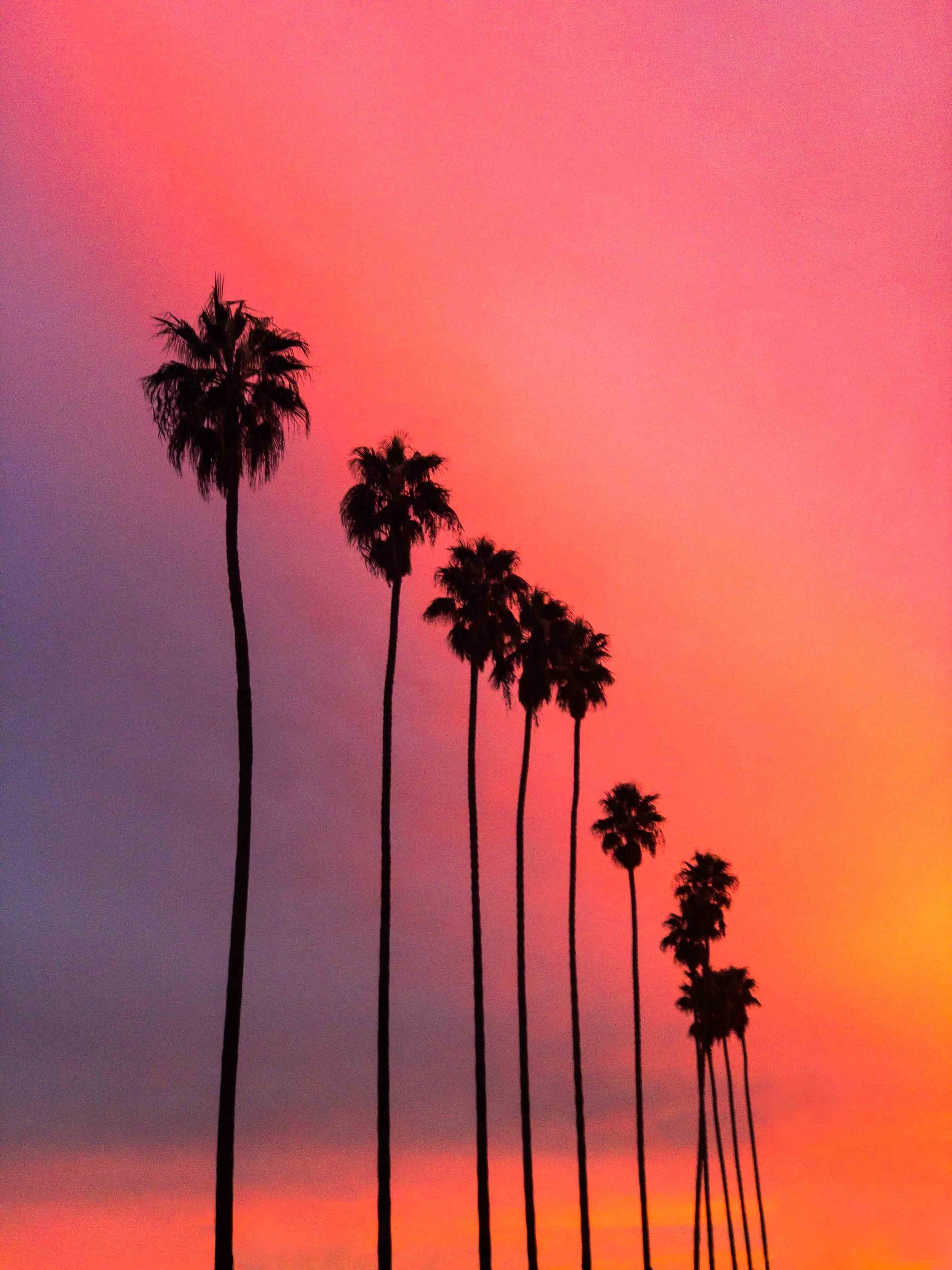 Sunset_Palms.jpg