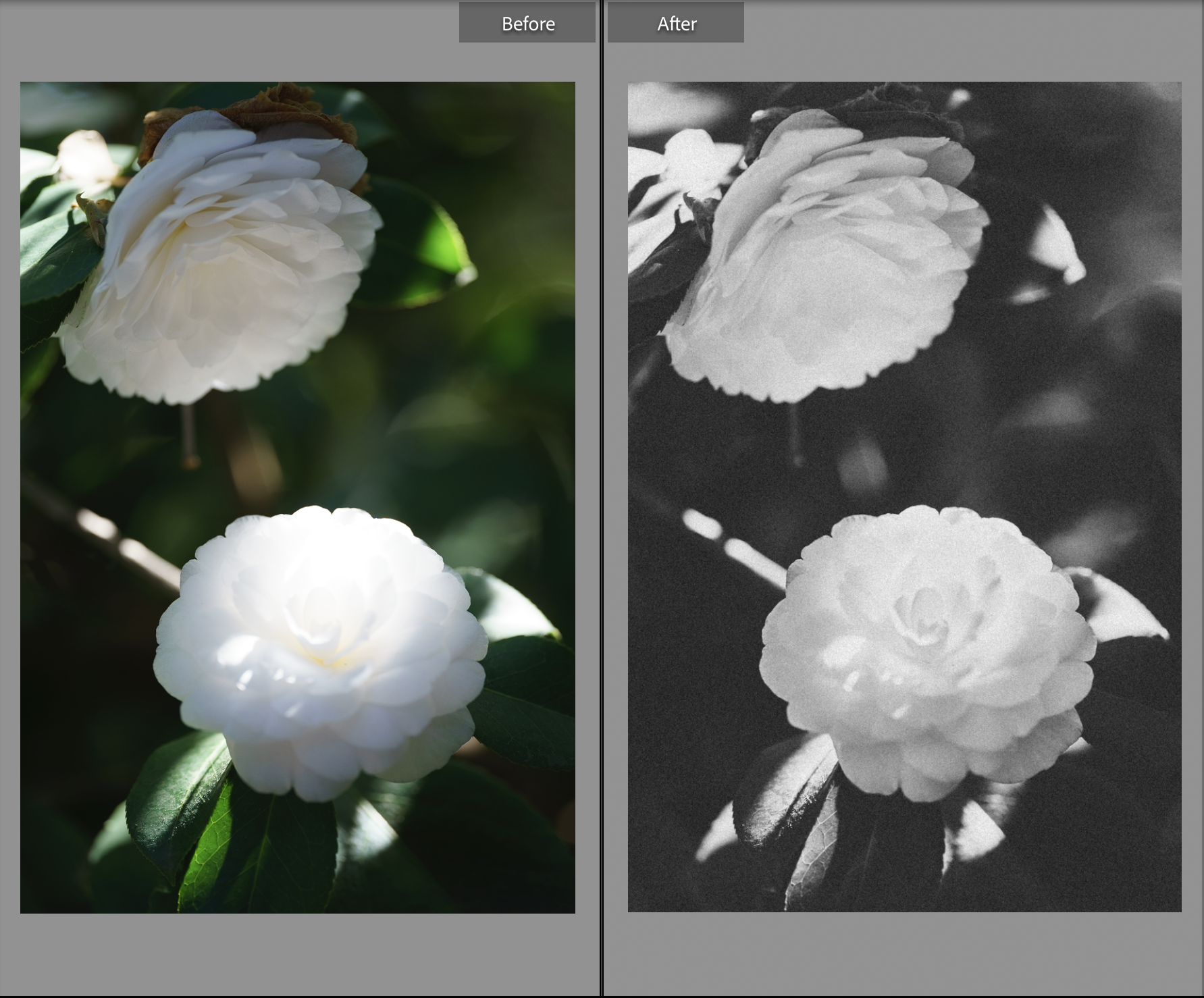 A side-by-side image of two white flowers, one in full color, one in black and white. The flowers sit in shadows, sunlight cut through supple green petals caressing the face of the flower. The black and white image has a soft grain applied to it.
