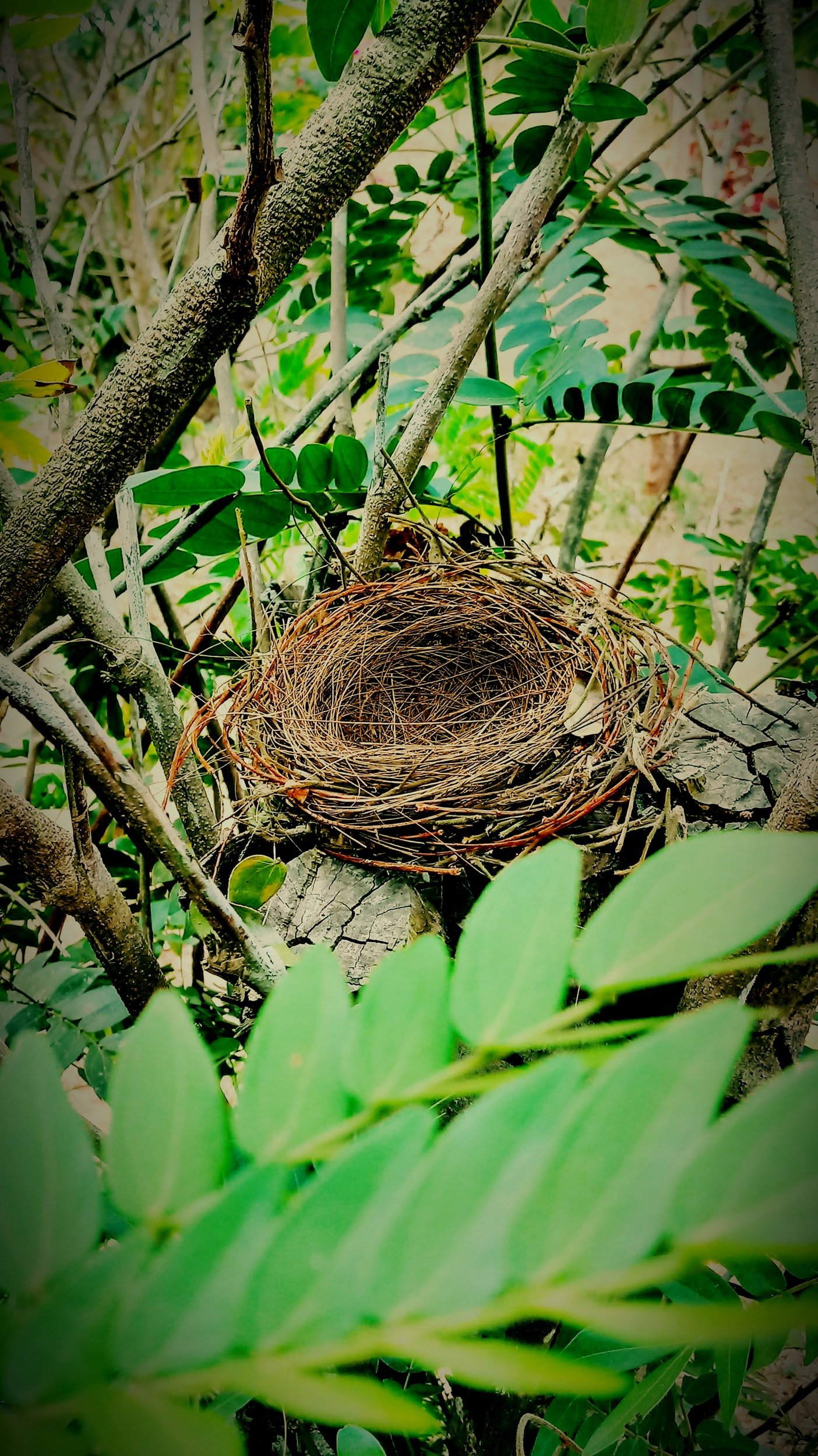Empty Nest