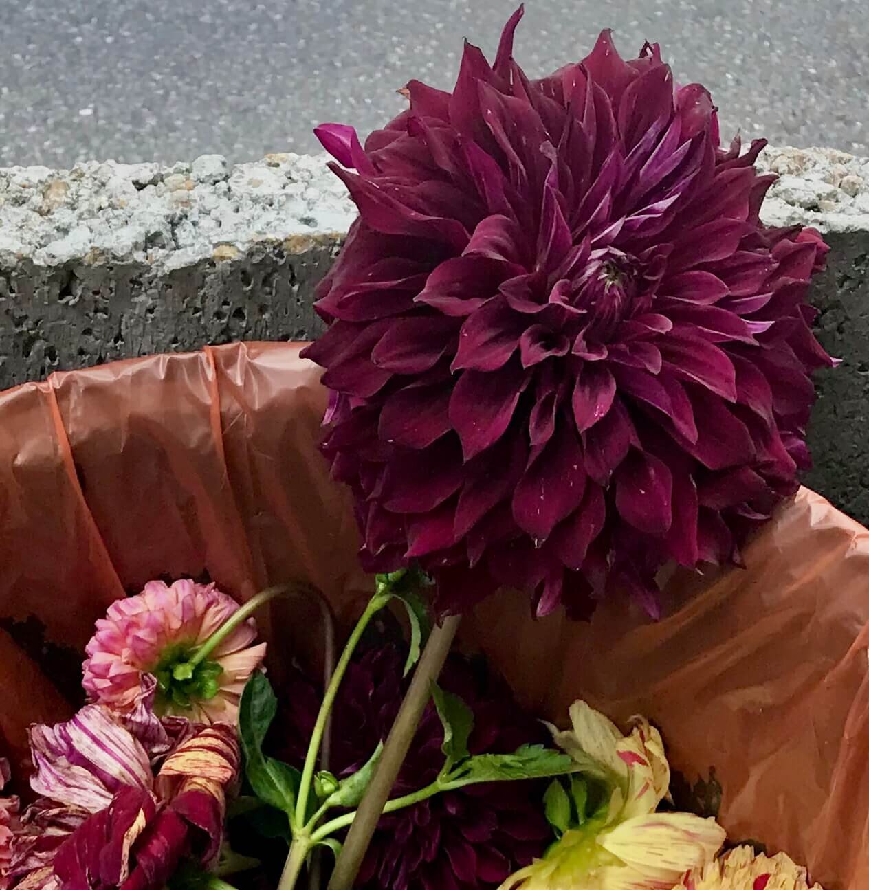 Black Mountain Trash