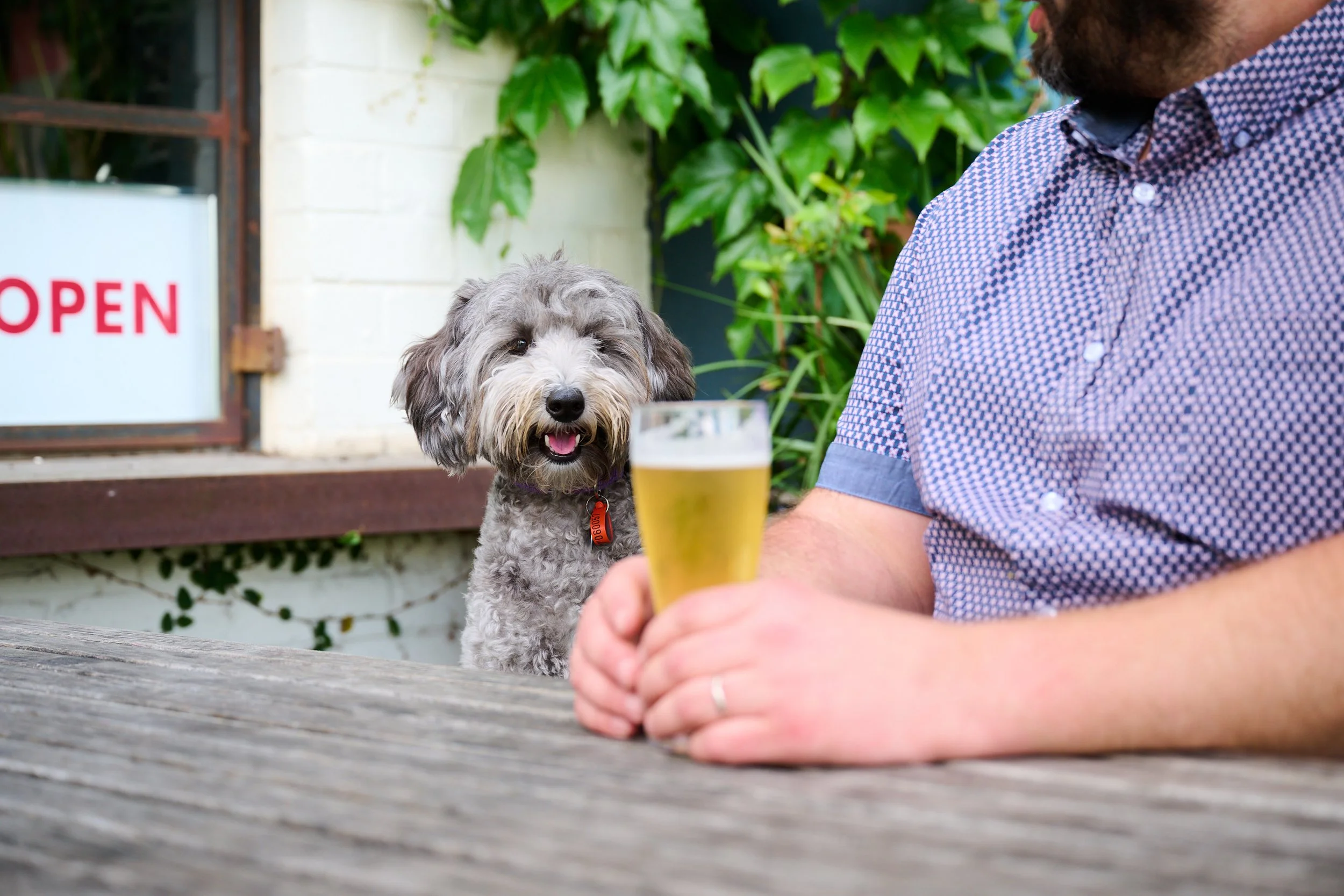 Beer Garden Preston Dog Friendly Outdoor Bar — Stray Neighbour