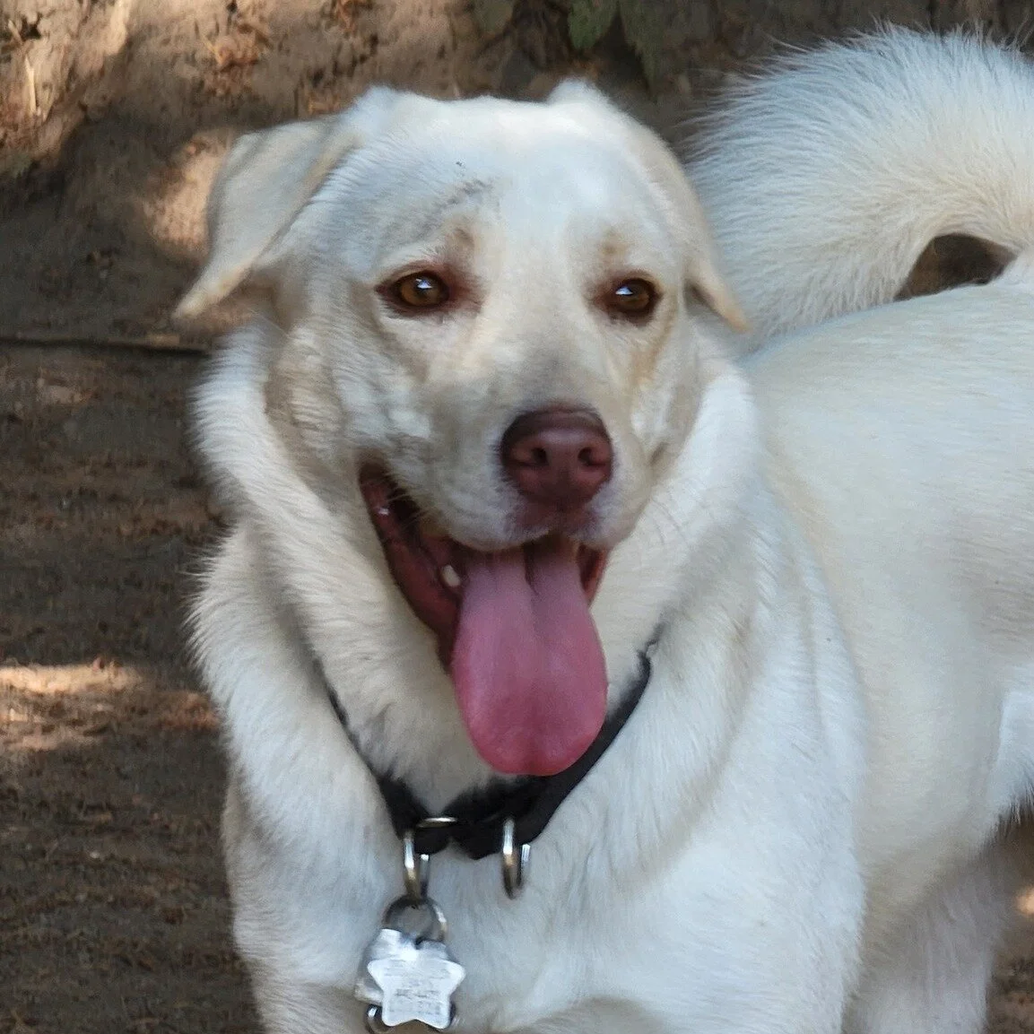Luna has a concerned look on her face, like we just announced that we have a shortage on treats.