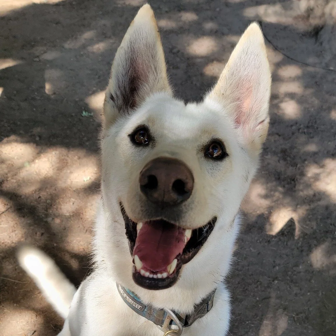 And...
the winner of the most erect ears...
goes to Echo!