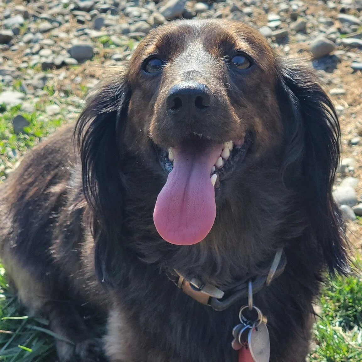 Big things come in small packages- like this little powerhouse. Every day, Teddy visits us. He knows the routine. He walks in (or gets carried in by his Dad, Bob) and then waits at the door to head back to his run. He lets out a few barks to announce