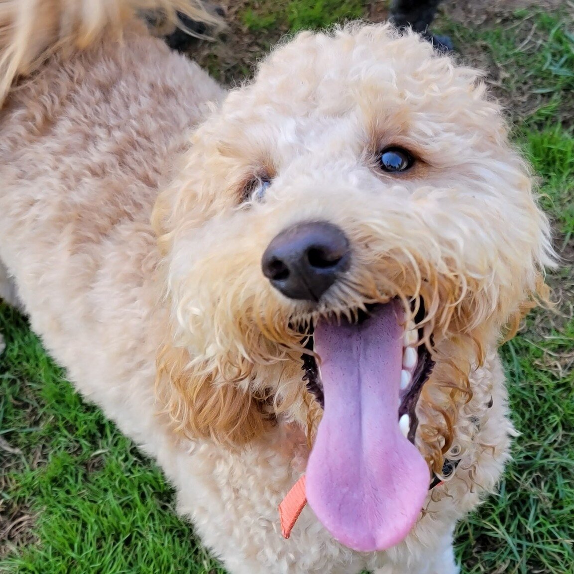 Poppy has one big personality. He's an expert at chase, loves jumping and has a great smile.