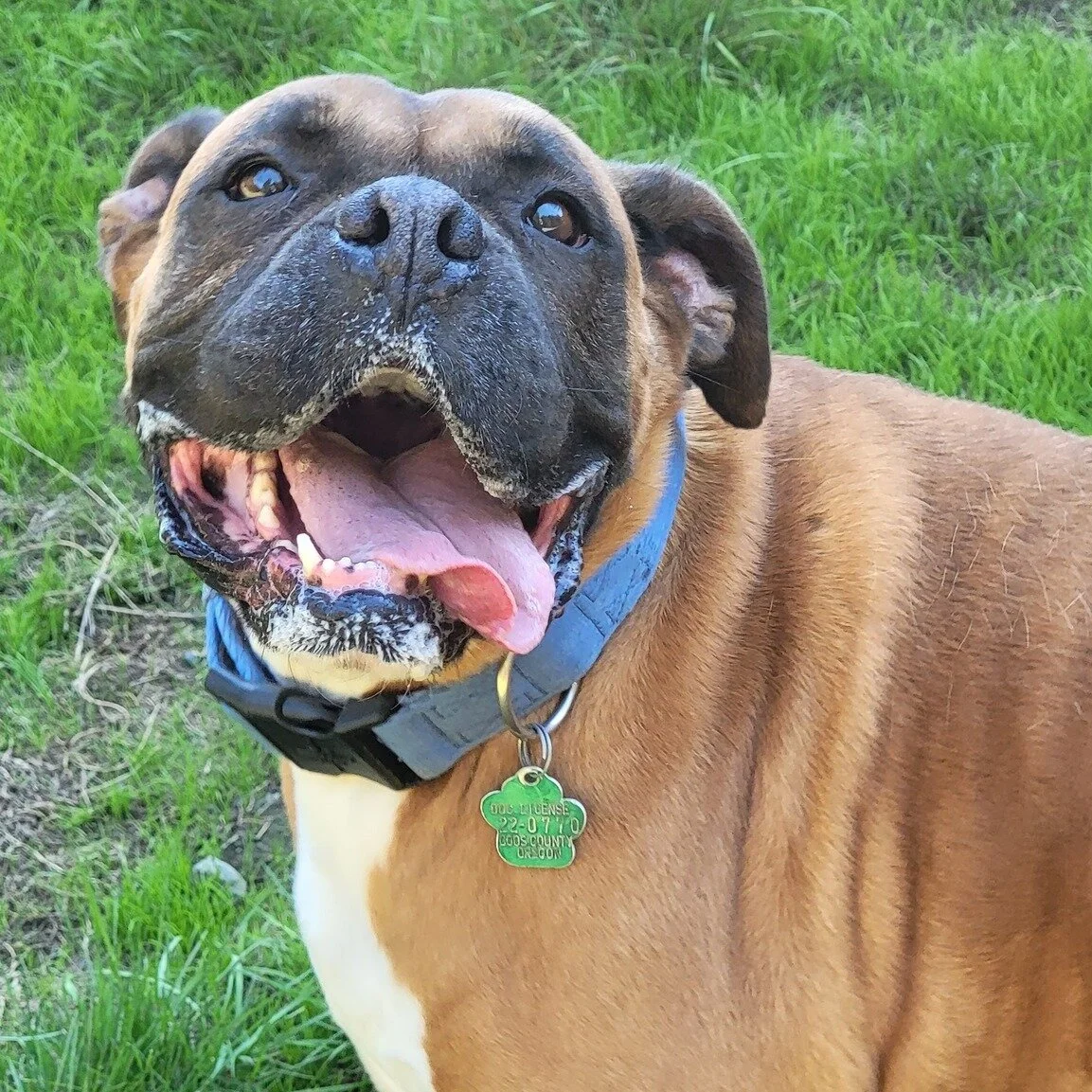 Copper is ready for one, big, slobbery kiss. Any takers?