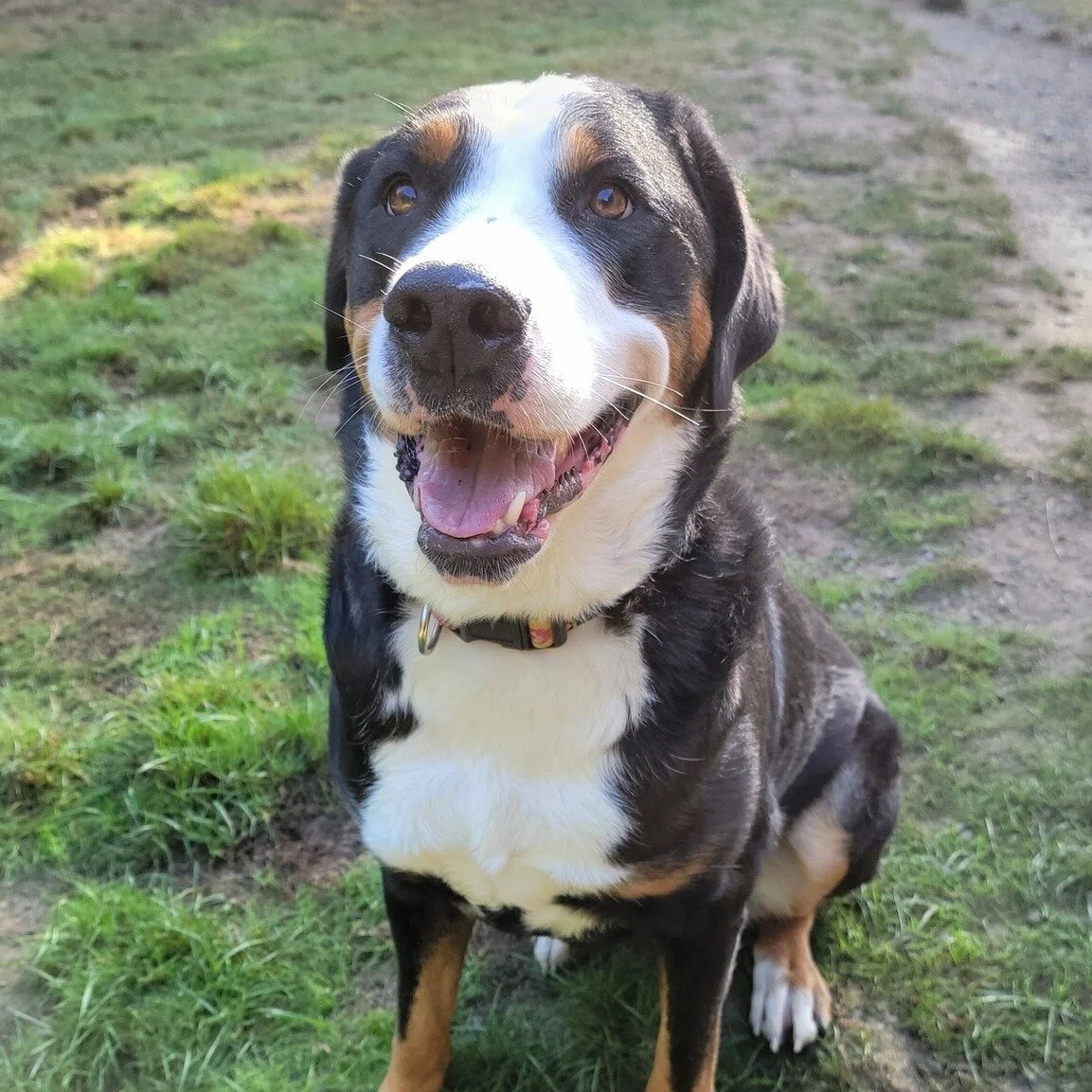 Maisie the biggest, sweetest love bug