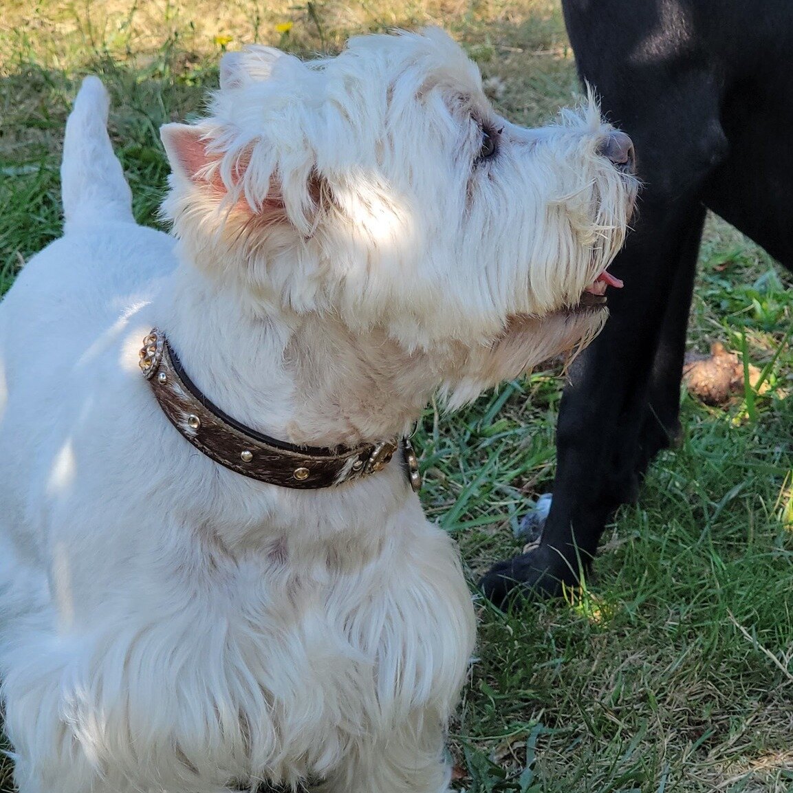Winston's looking sharp with his fancy collar