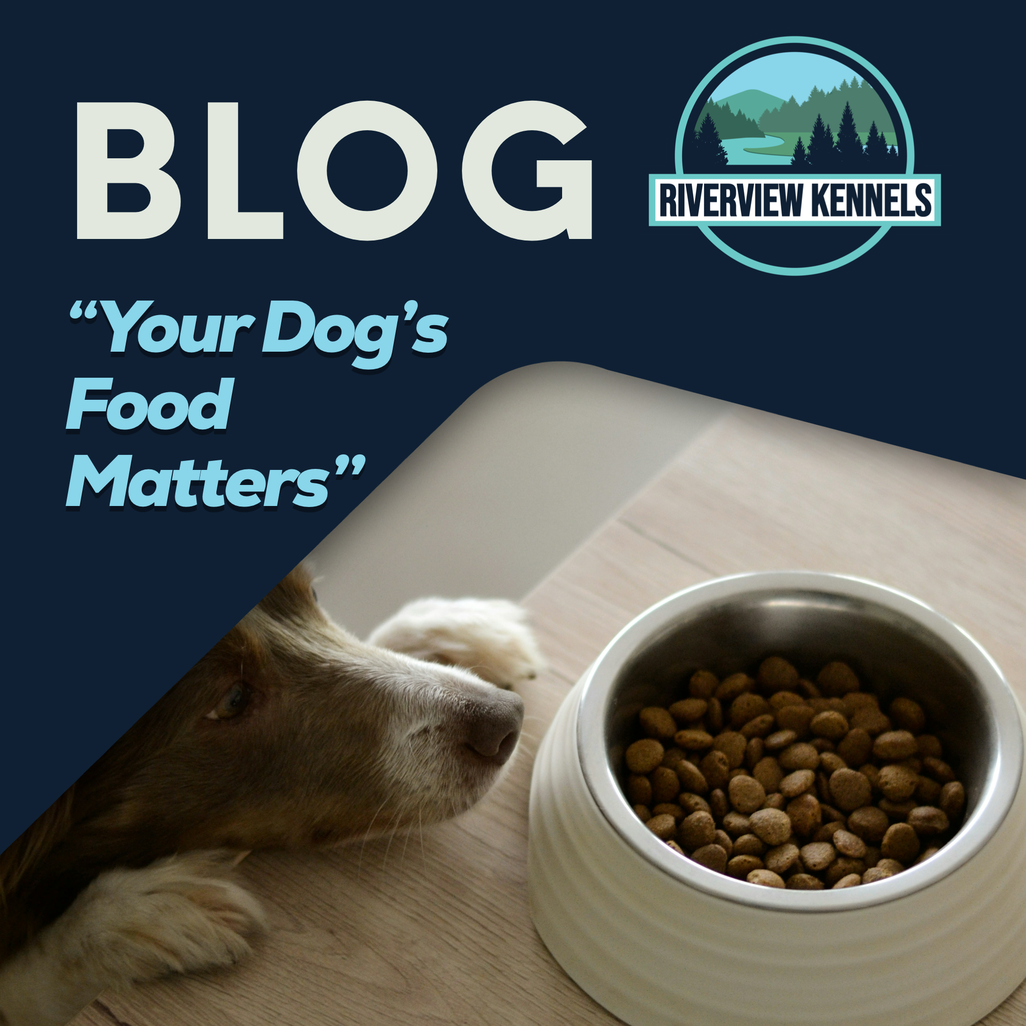 Your Dog’s Food Matters