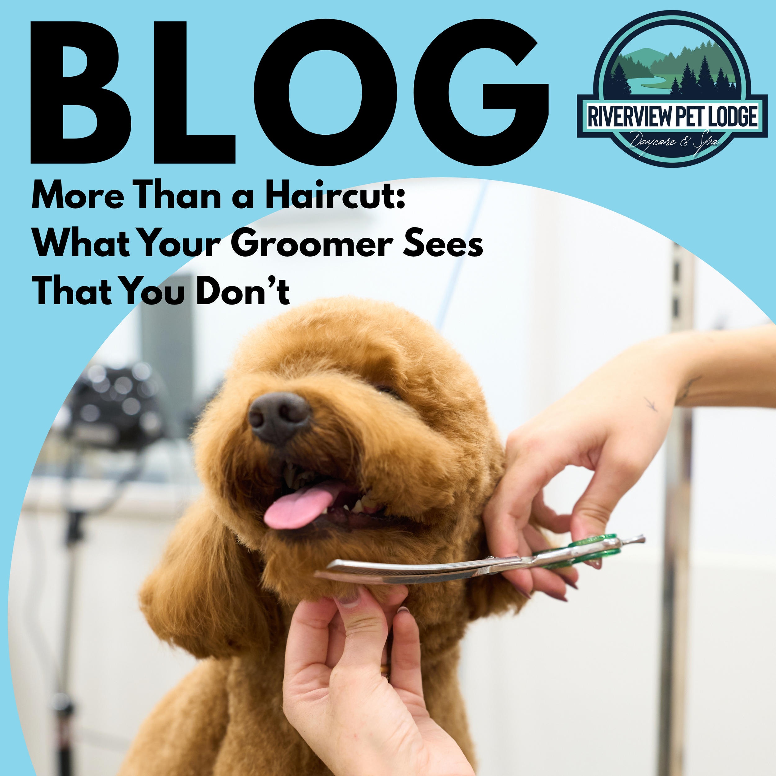 More Than a Haircut: What Your Groomer Sees That You Don’t