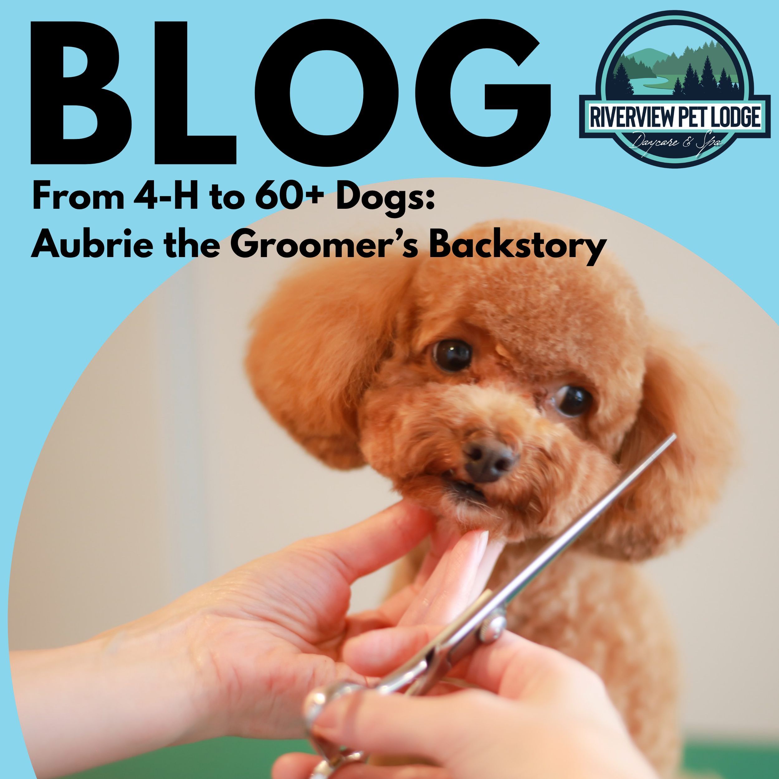 From 4-H to 60+ Dogs: Aubrie the Groomer’s Backstory