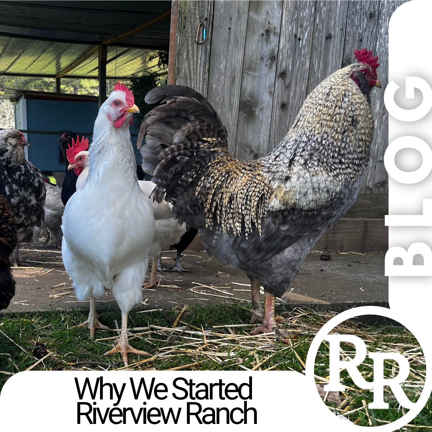 Why We Started Riverview Ranch
