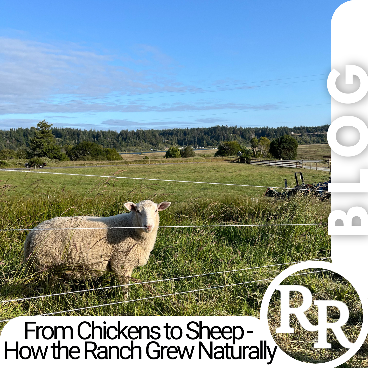 From Chickens to Sheep — How Riverview Ranch Grew Naturally