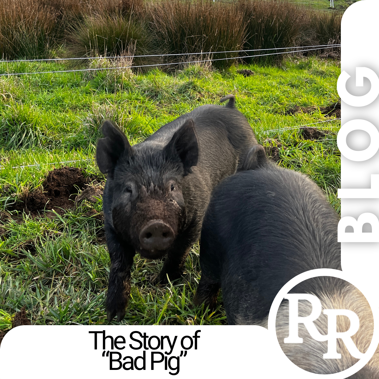 The Story of “Bad Pig”