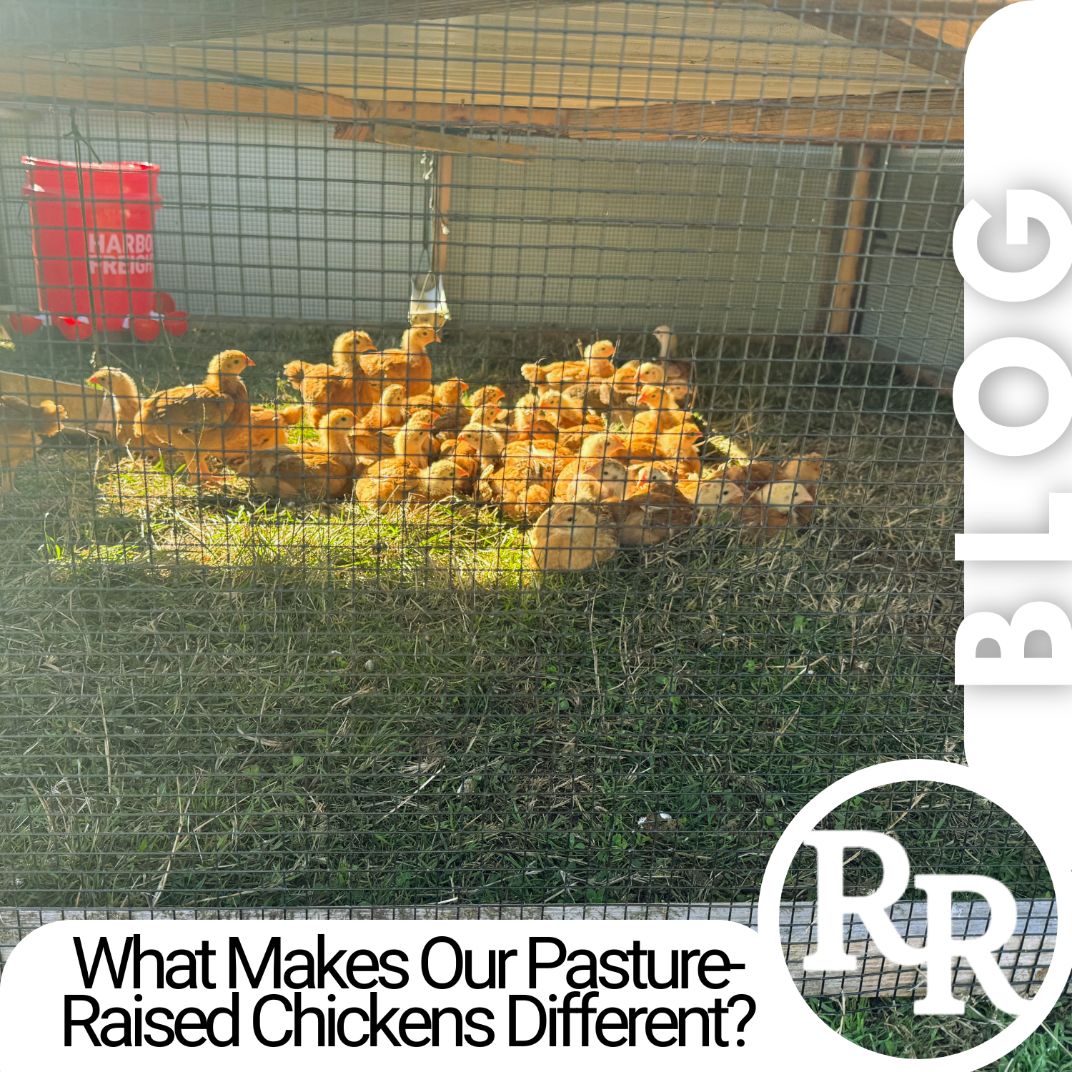 What Makes Our Pasture-Raised Chickens Different?