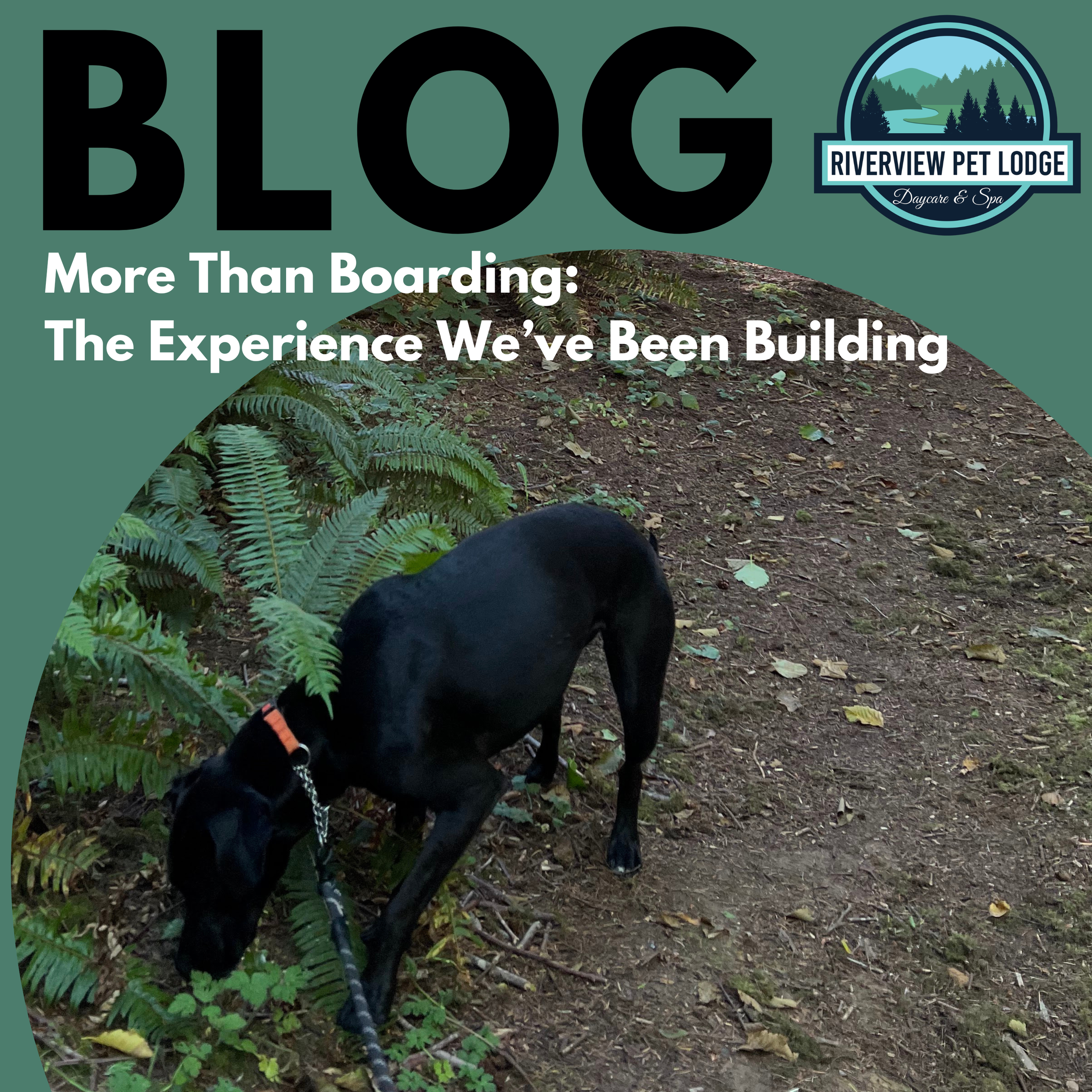 More Than Boarding