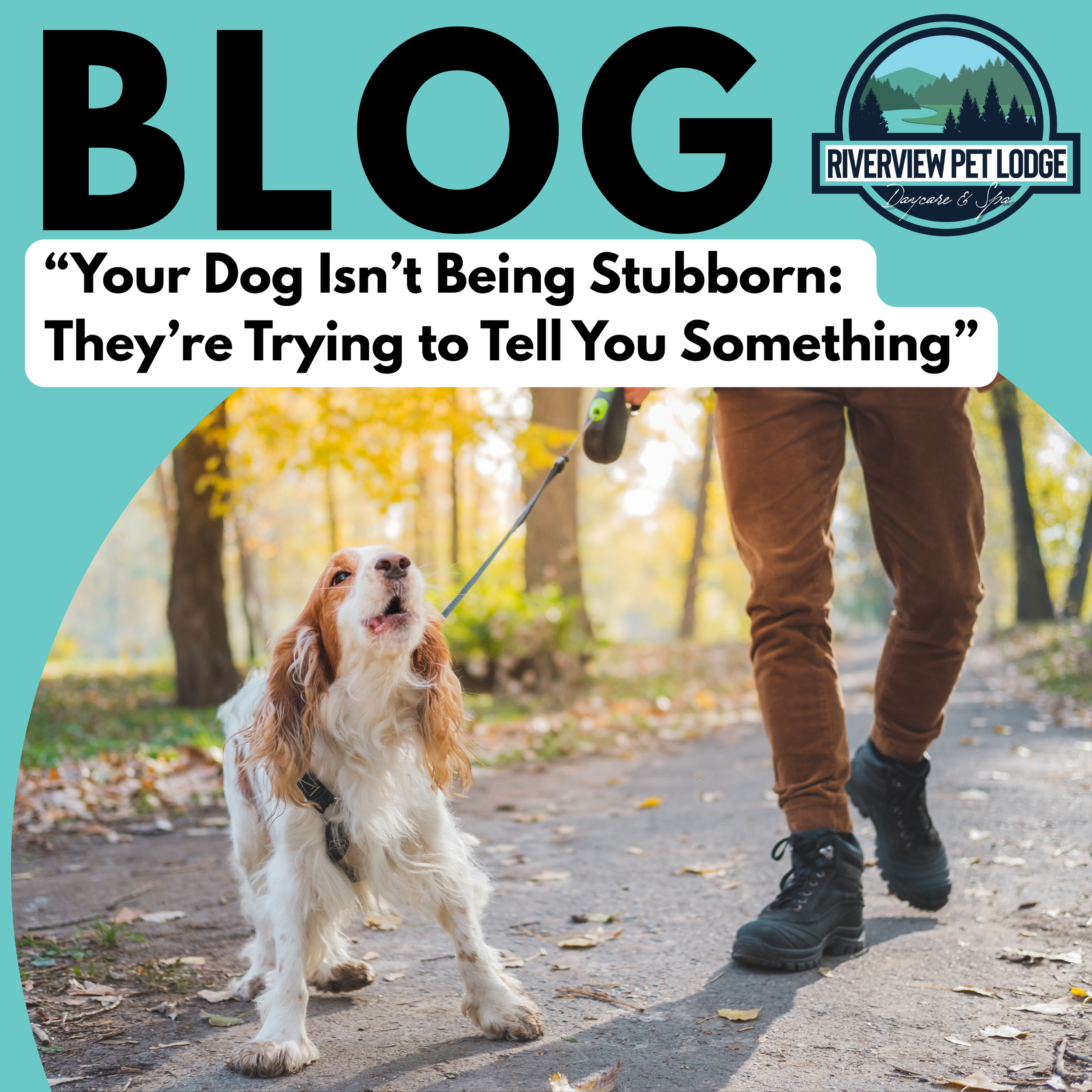 Your Dog Isn’t Being Stubborn—They’re Trying to Tell You Something