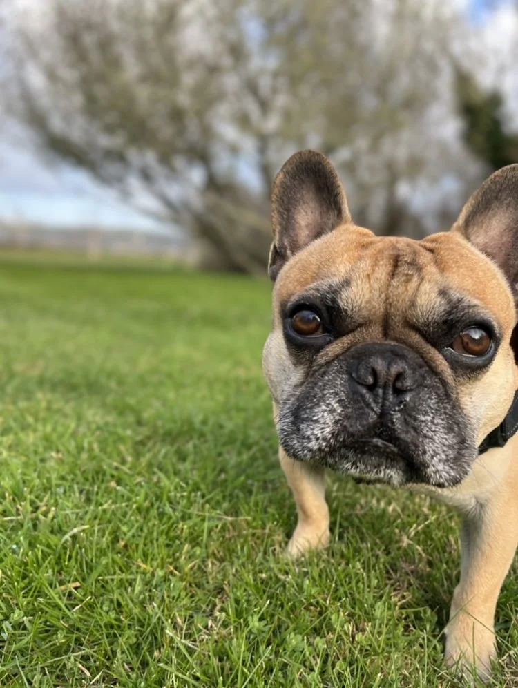 Dog Daycare & Boarding, Cat Boarding Services, Dog Grooming Services — Riverview Kennels