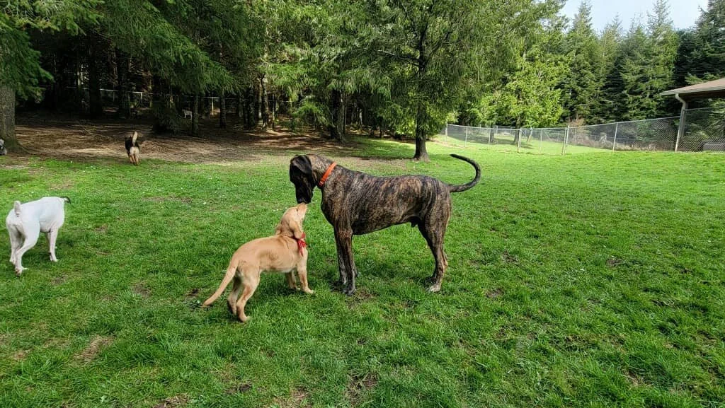 Dog & Cat Daycare and Boarding Facility — Riverview Kennels