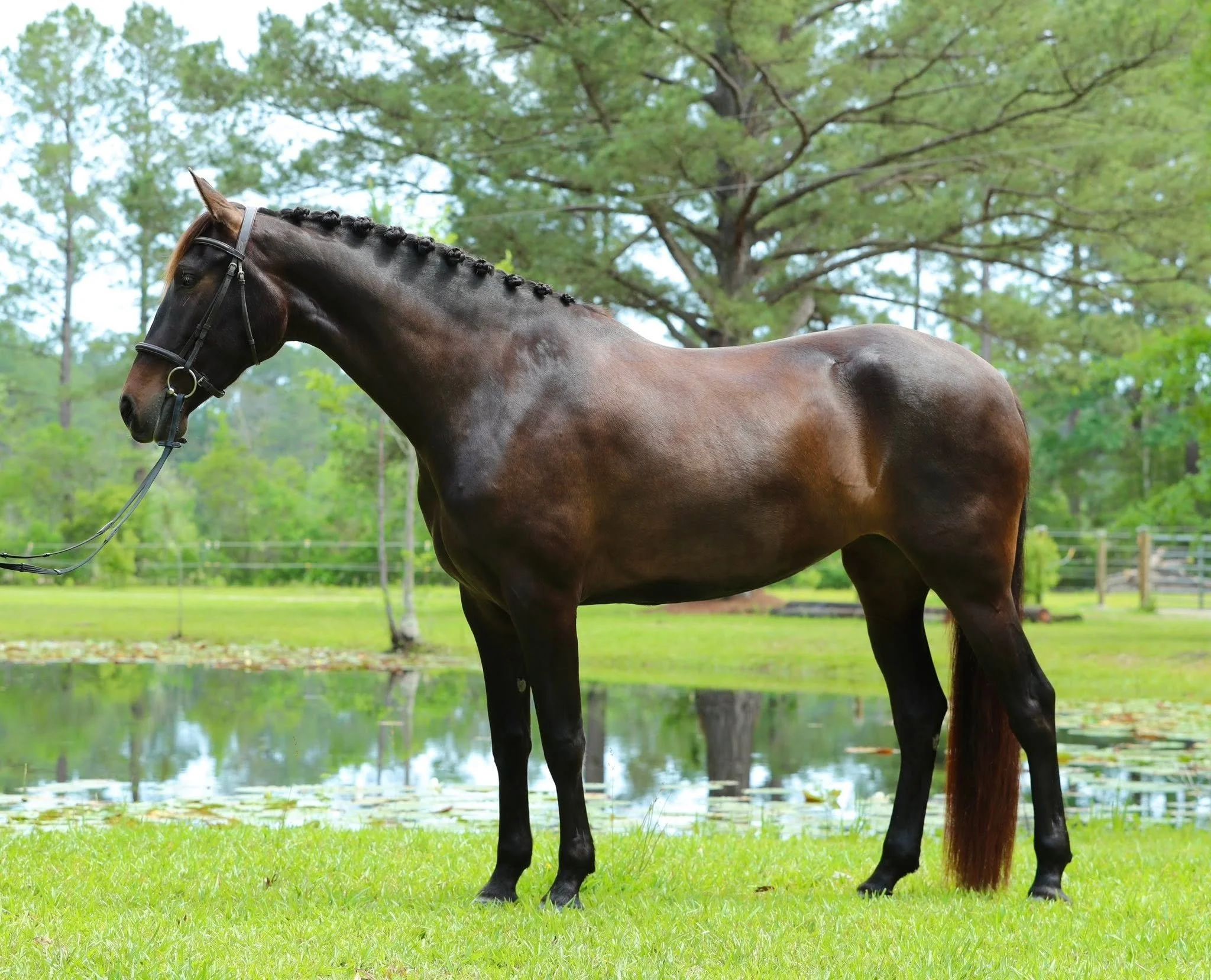 For Sale - Faith