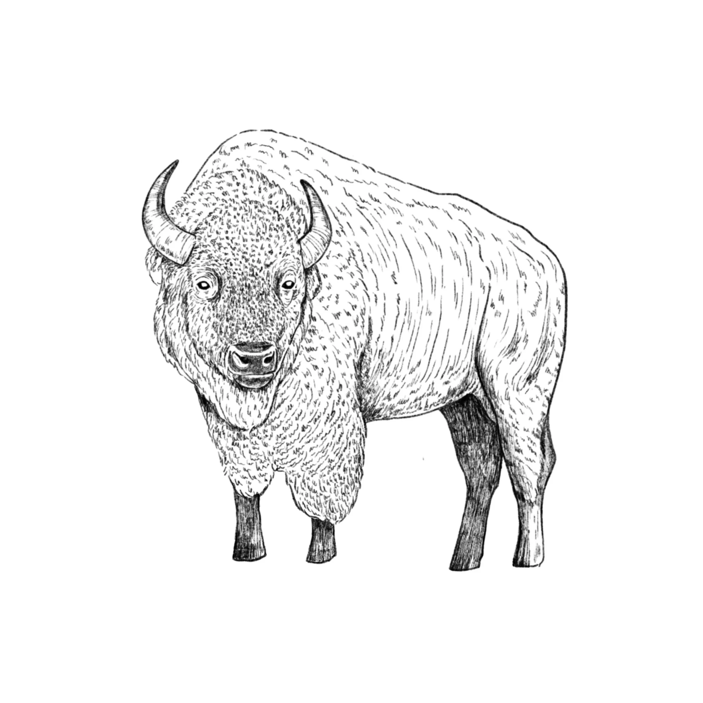 bison (5.5 inch min)