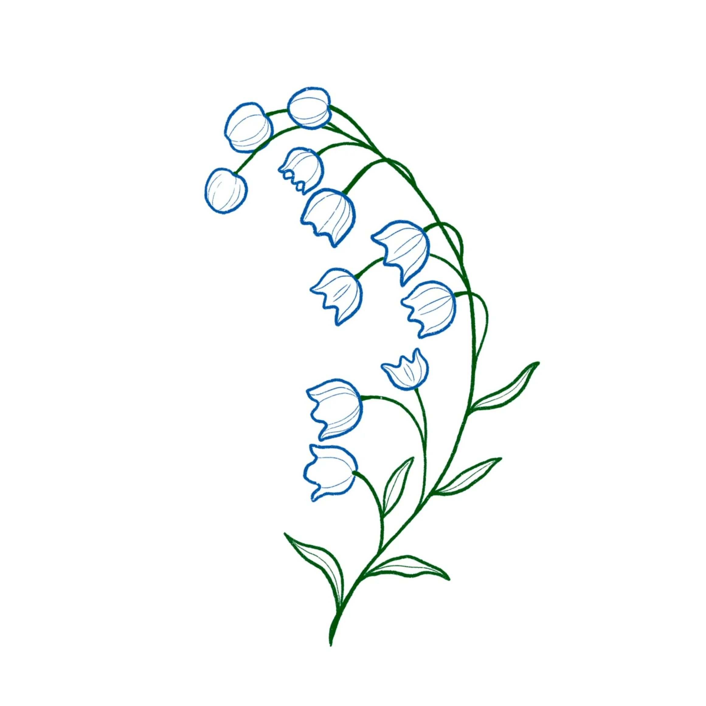 lily of the valley- 5 inch minimum