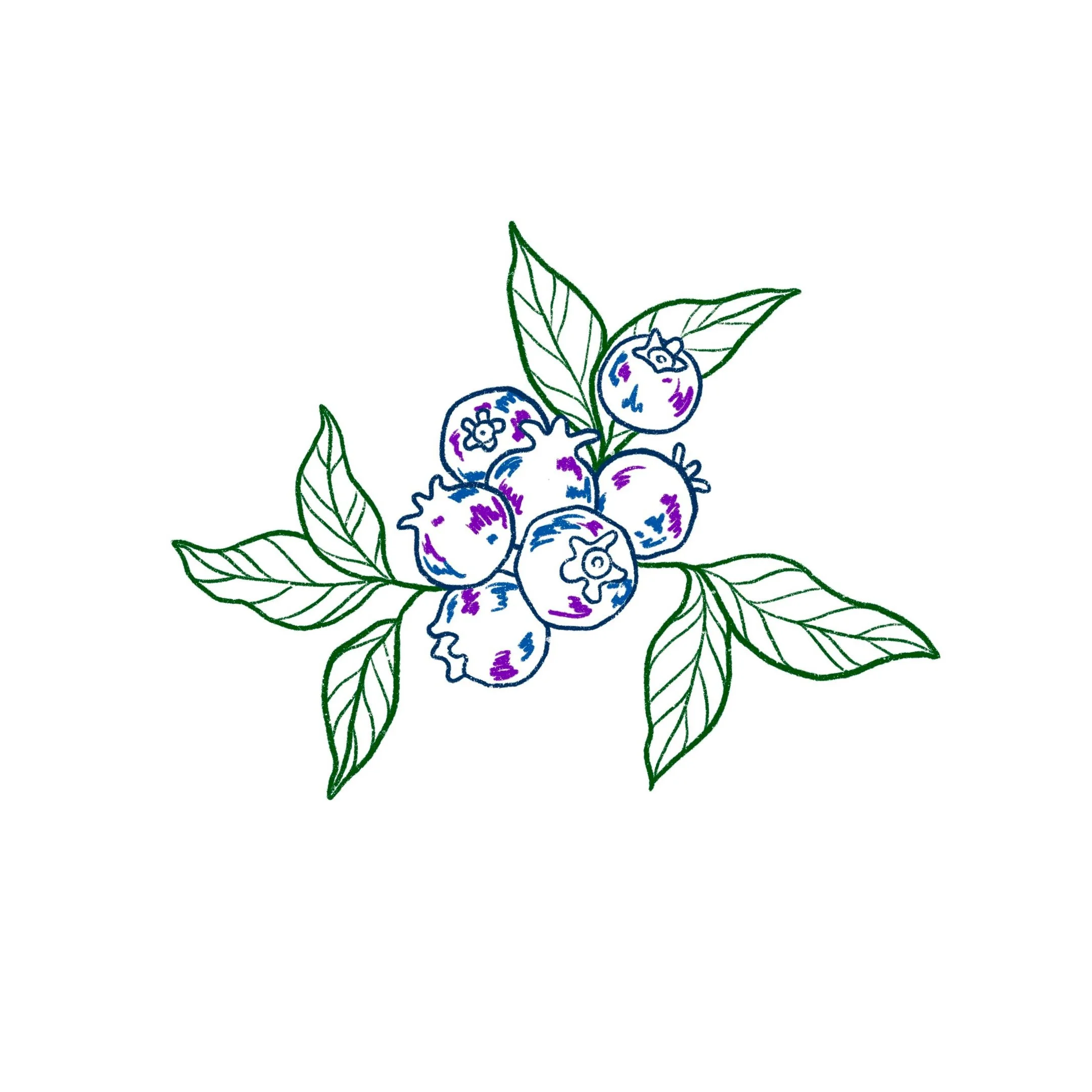 SOLD- blueberries- 3 inch minimun