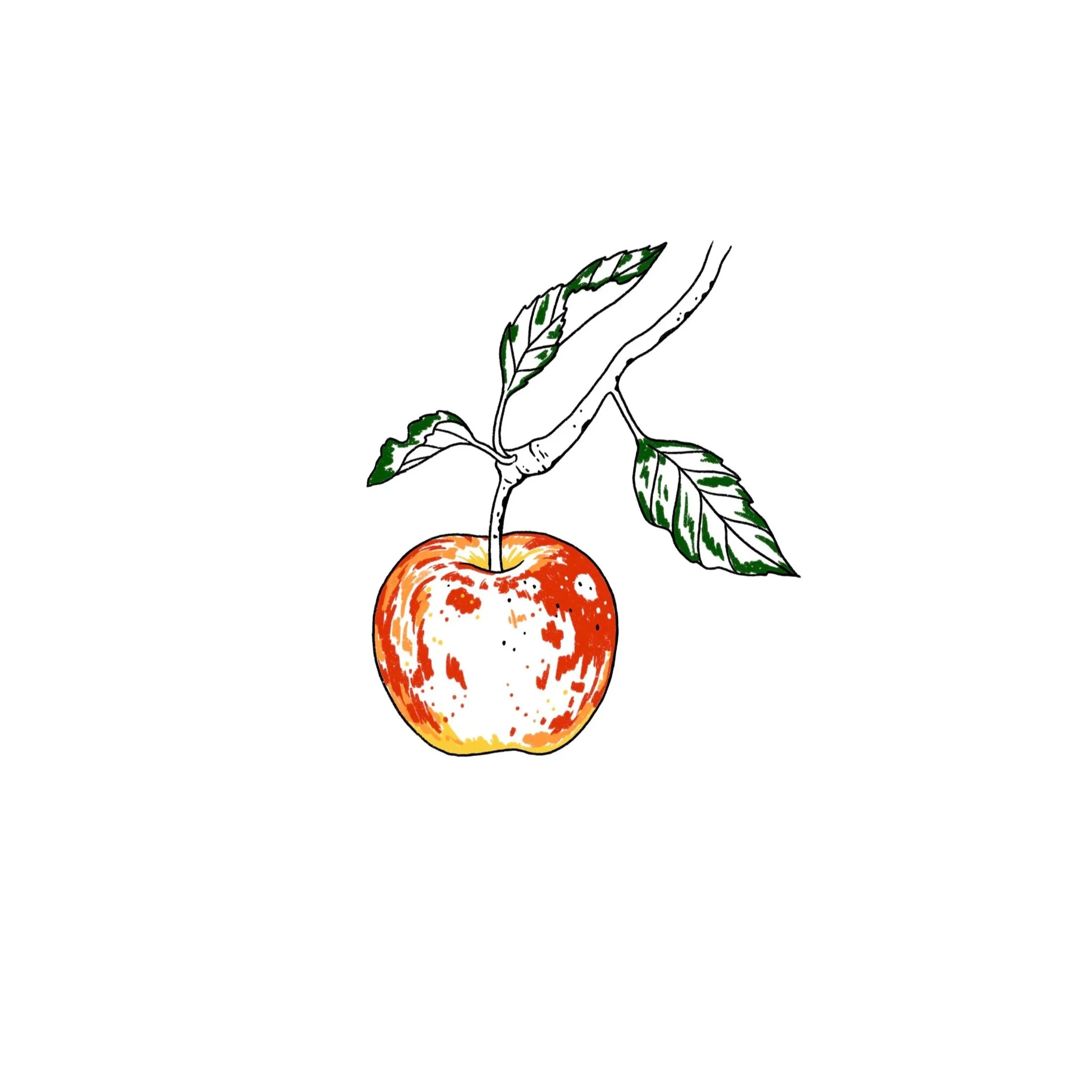 apple on a branch- 4 inches minimum